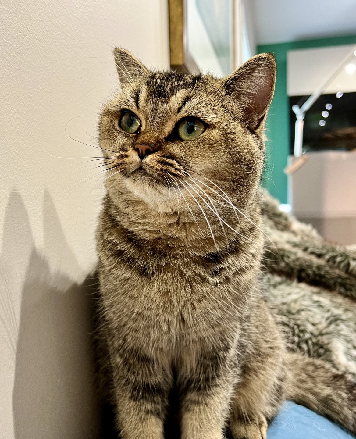 cat British Shorthair Golden Delicious NO*Superpusen