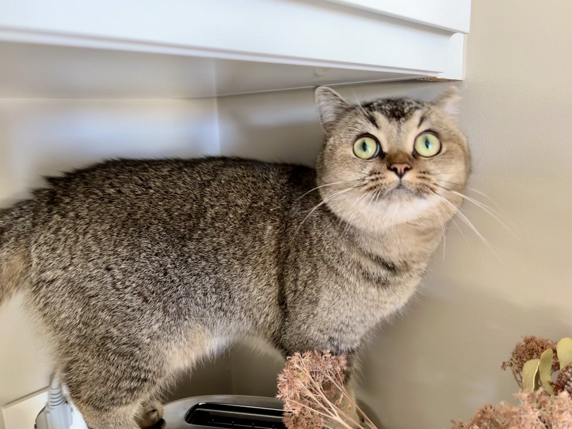 cat British Shorthair brown ticked tabby Golden Delicious NO*Superpusen