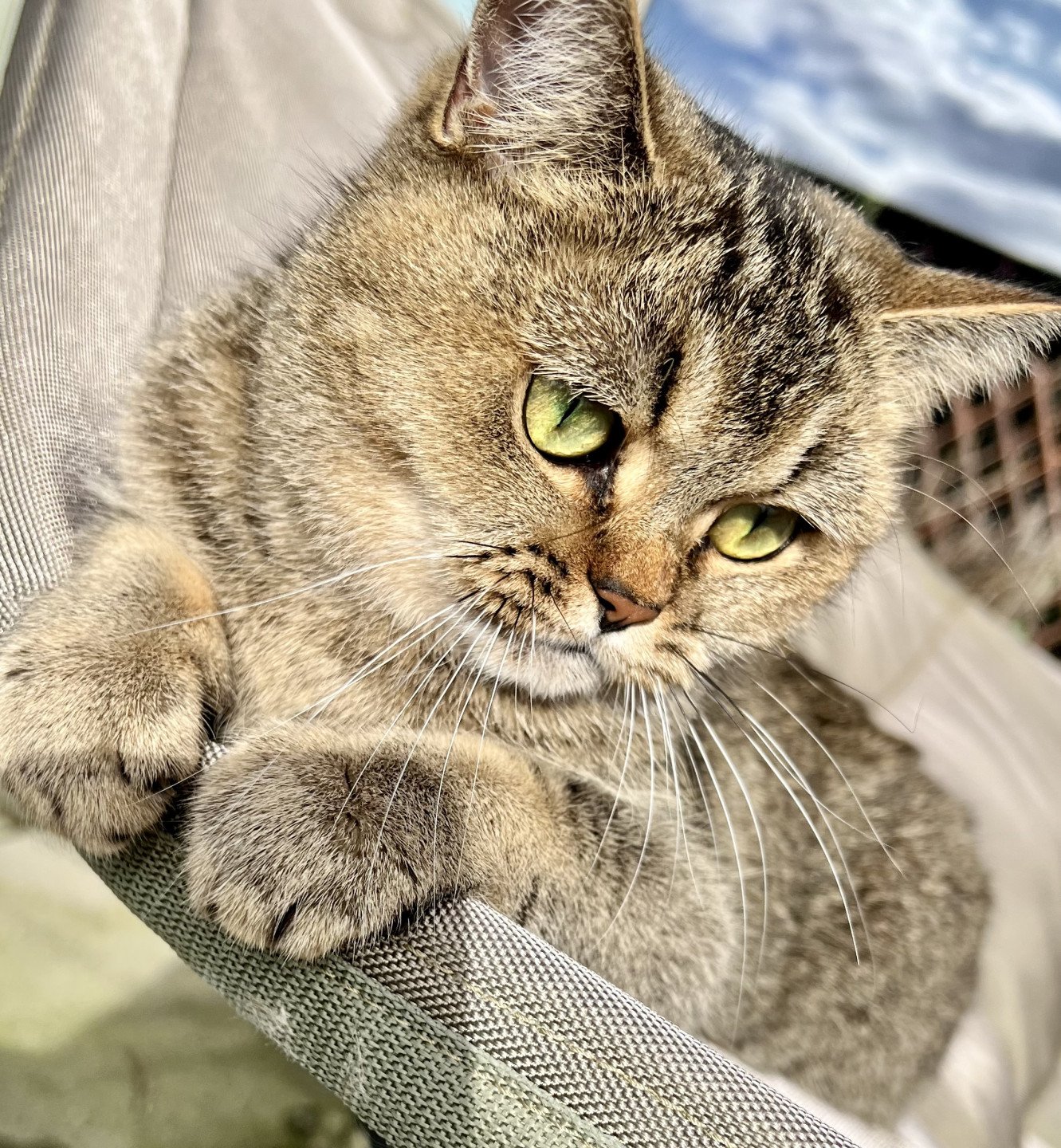 cat British Shorthair brown ticked tabby SE*Forever Loved Golden Delicious NO*Superpusen