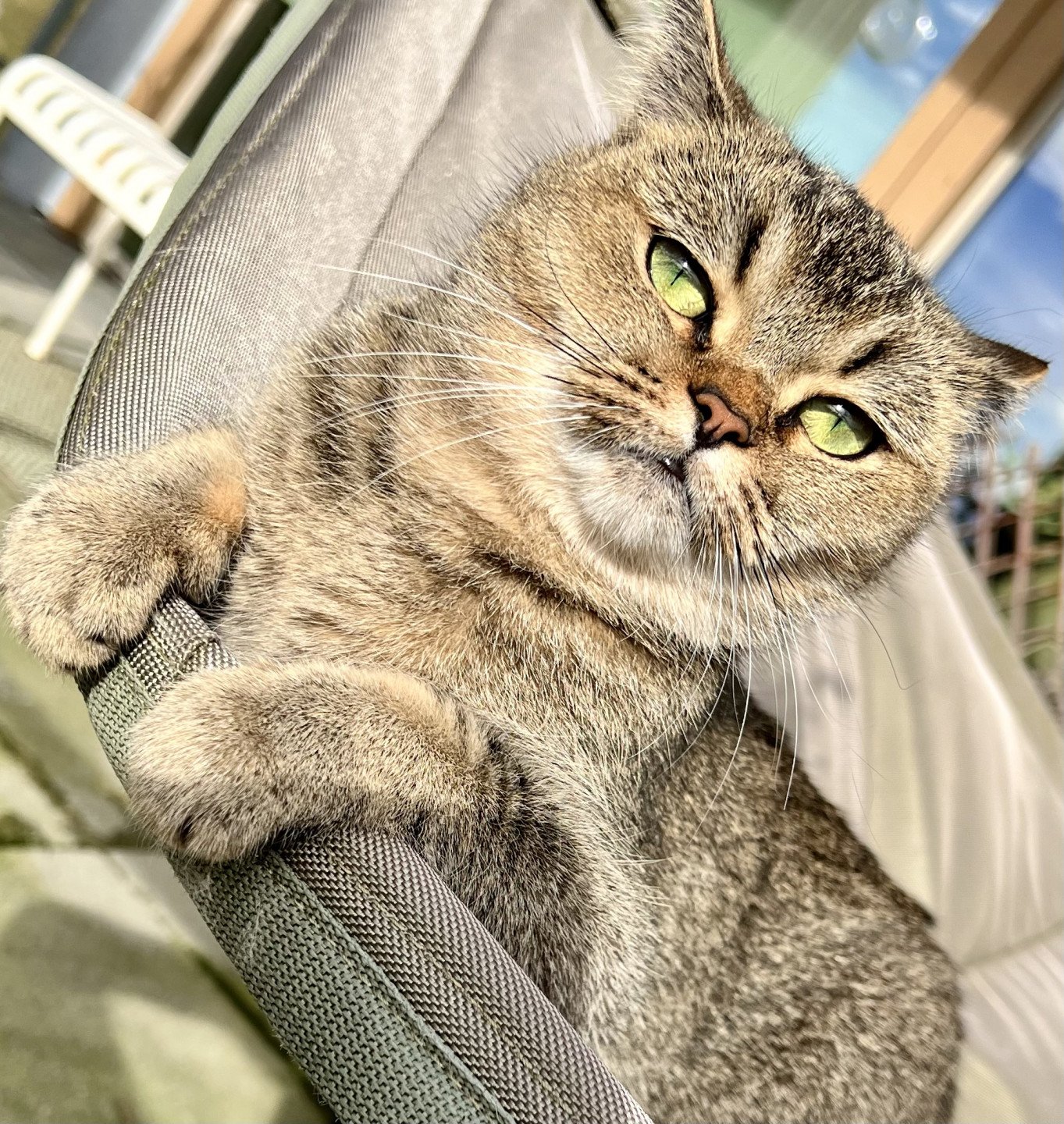 cat British Shorthair brown ticked tabby SE*Forever Loved Golden Delicious NO*Superpusen