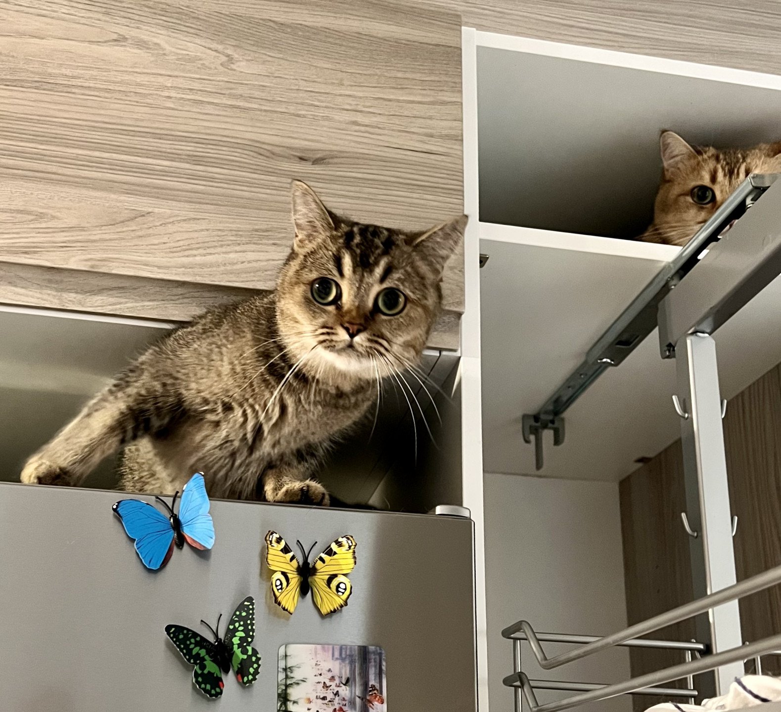 cat British Shorthair brown ticked tabby SE*Forever Loved Golden Delicious NO*Superpusen