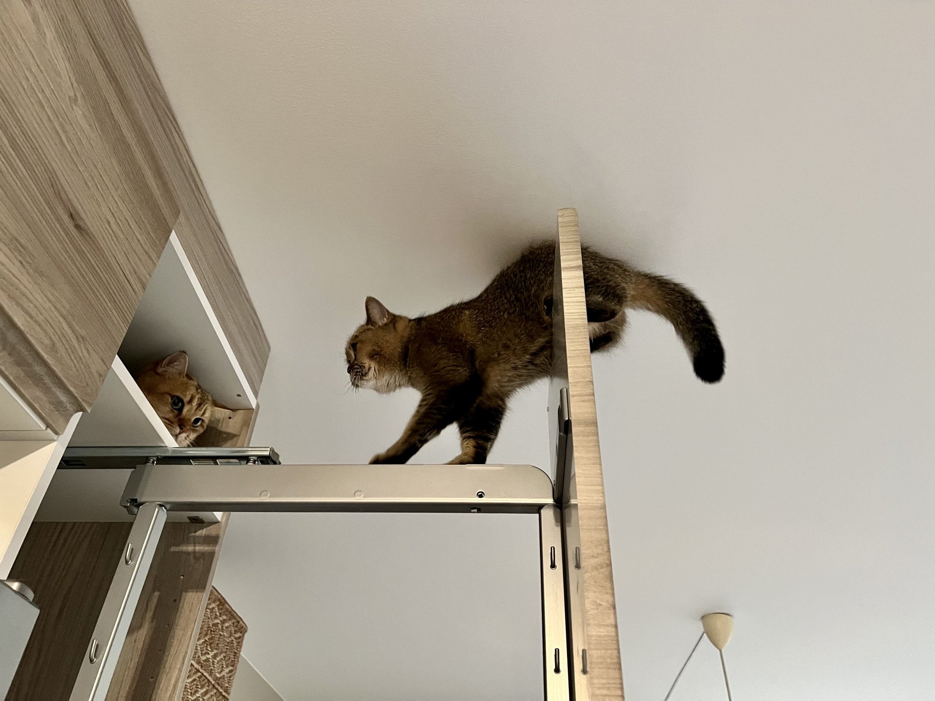 cat British Shorthair brown ticked tabby SE*Forever Loved Golden Delicious NO*Superpusen