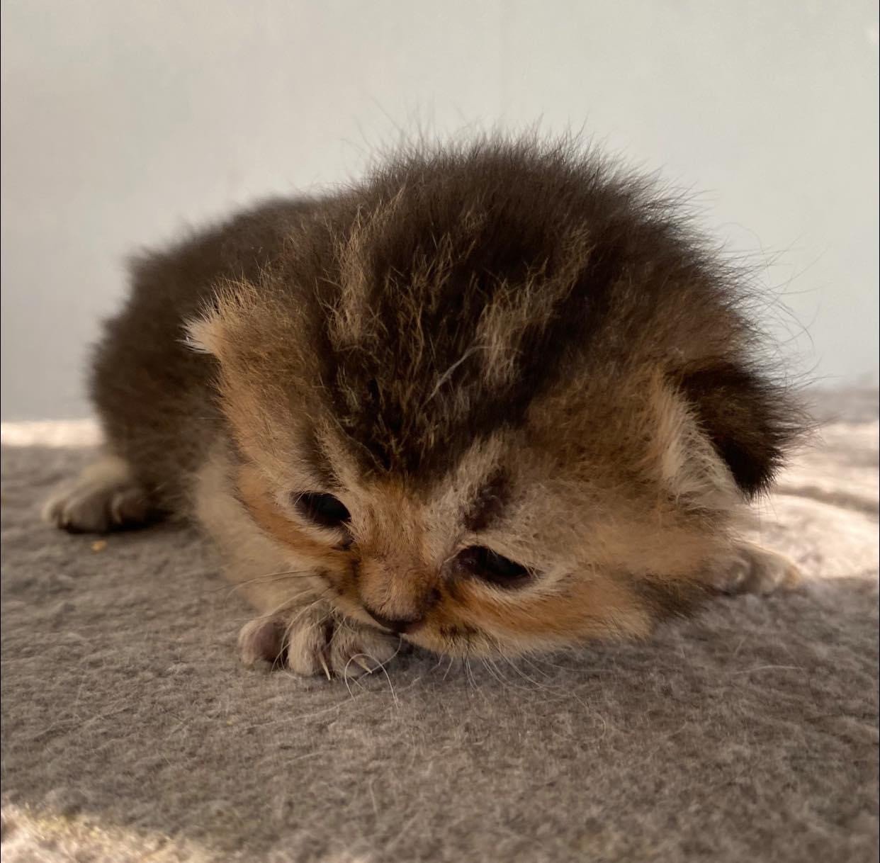 cat British Shorthair brown ticked tabby SE*Forever Loved Golden Delicious NO*Superpusen