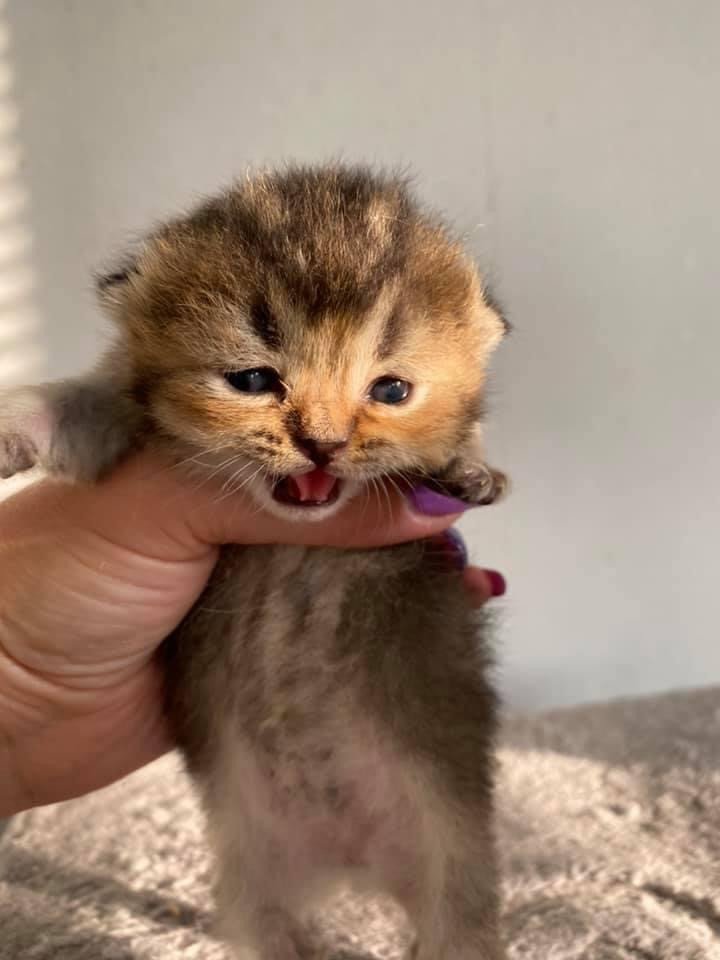 cat British Shorthair brown ticked tabby SE*Forever Loved Golden Delicious NO*Superpusen