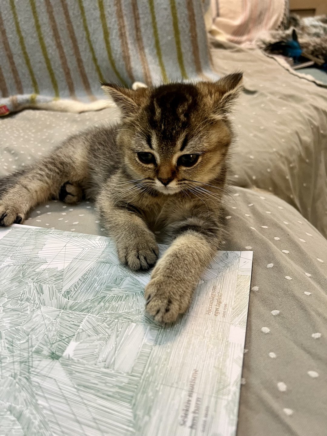 cat British Shorthair brown ticked tabby SE*Forever Loved Golden Delicious NO*Superpusen