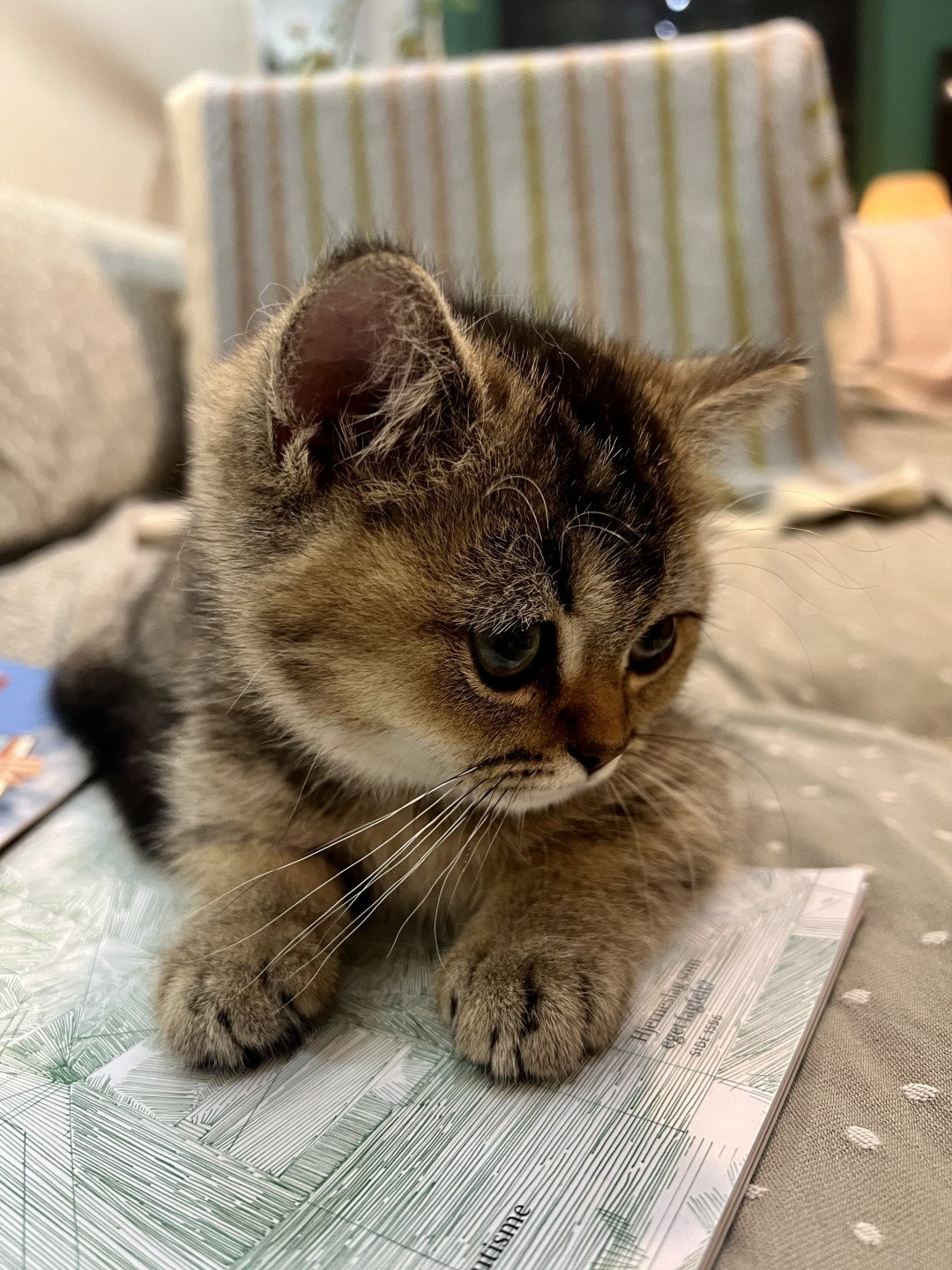 cat British Shorthair brown ticked tabby SE*Forever Loved Golden Delicious NO*Superpusen