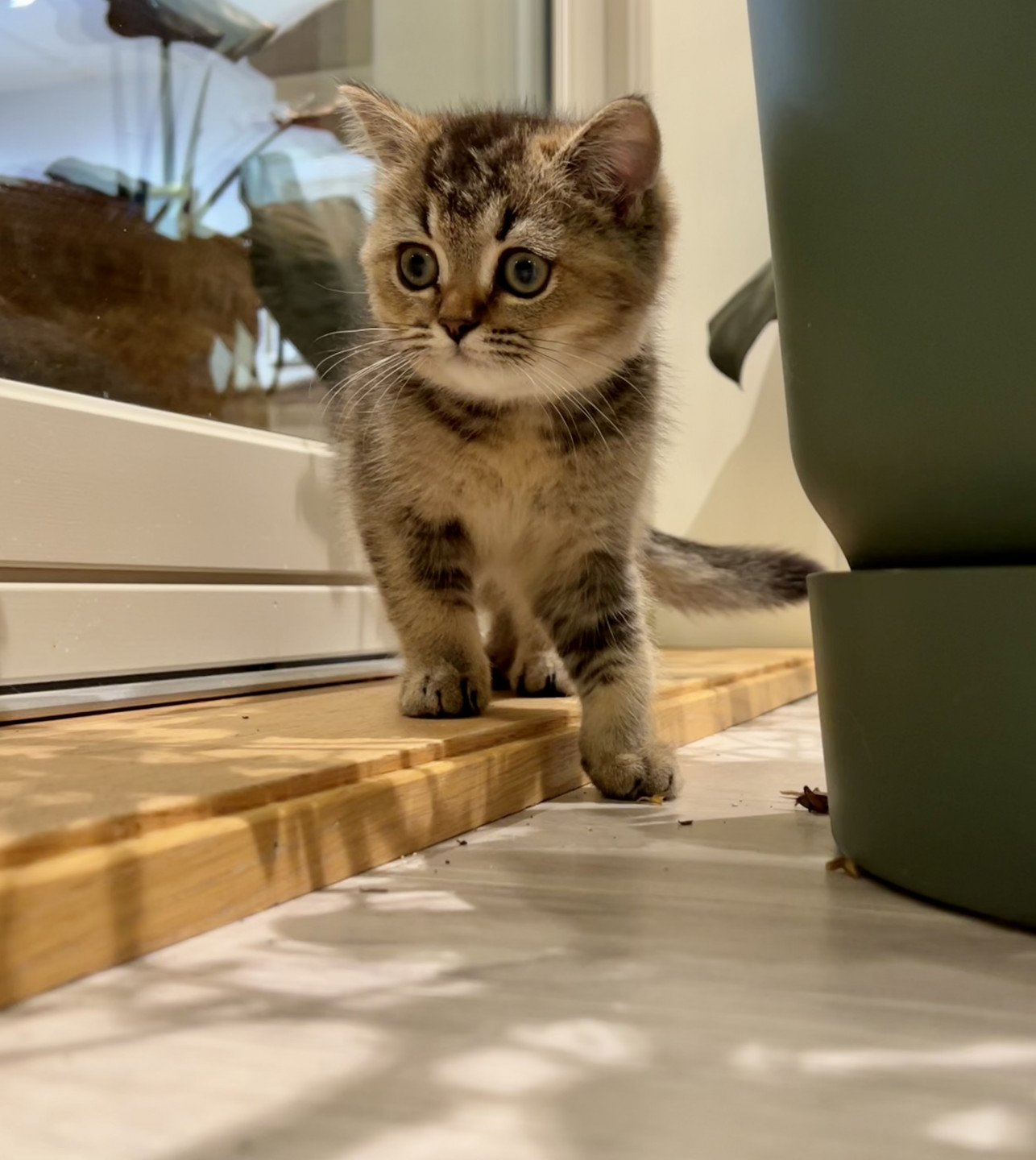 cat British Shorthair brown ticked tabby SE*Forever Loved Golden Delicious NO*Superpusen