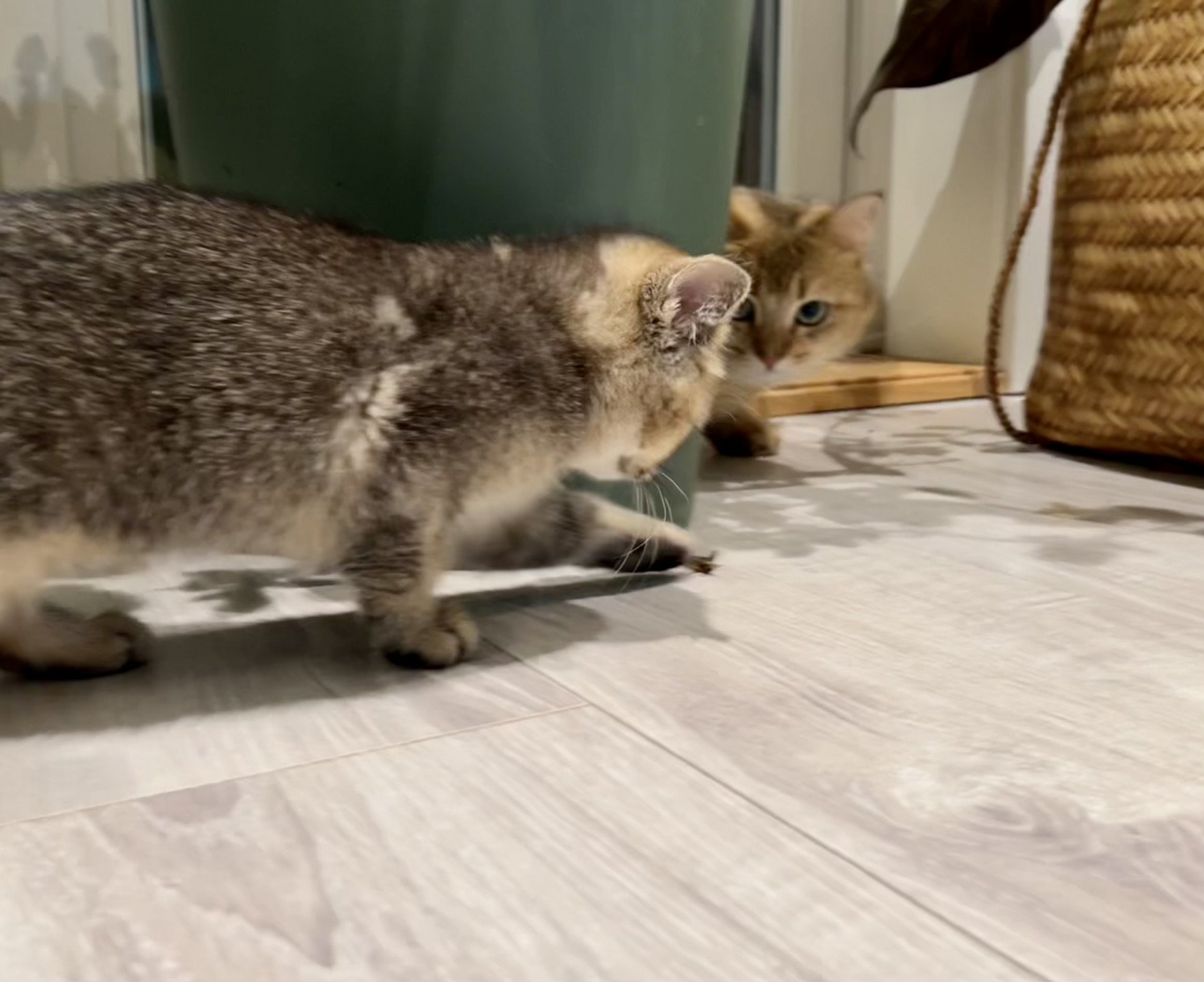 cat British Shorthair brown ticked tabby SE*Forever Loved Golden Delicious NO*Superpusen