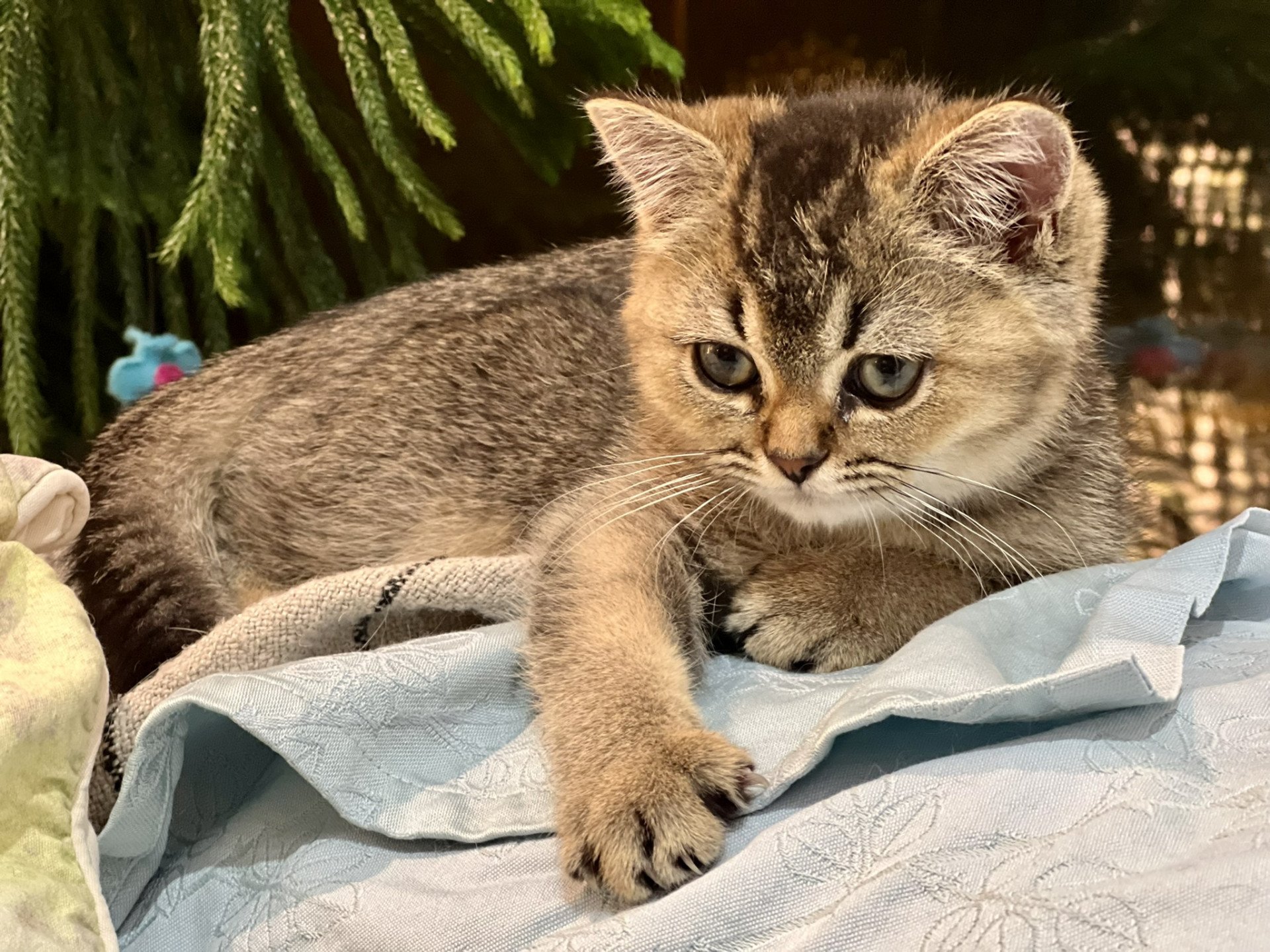 cat British Shorthair brown ticked tabby SE*Forever Loved Golden Delicious NO*Superpusen