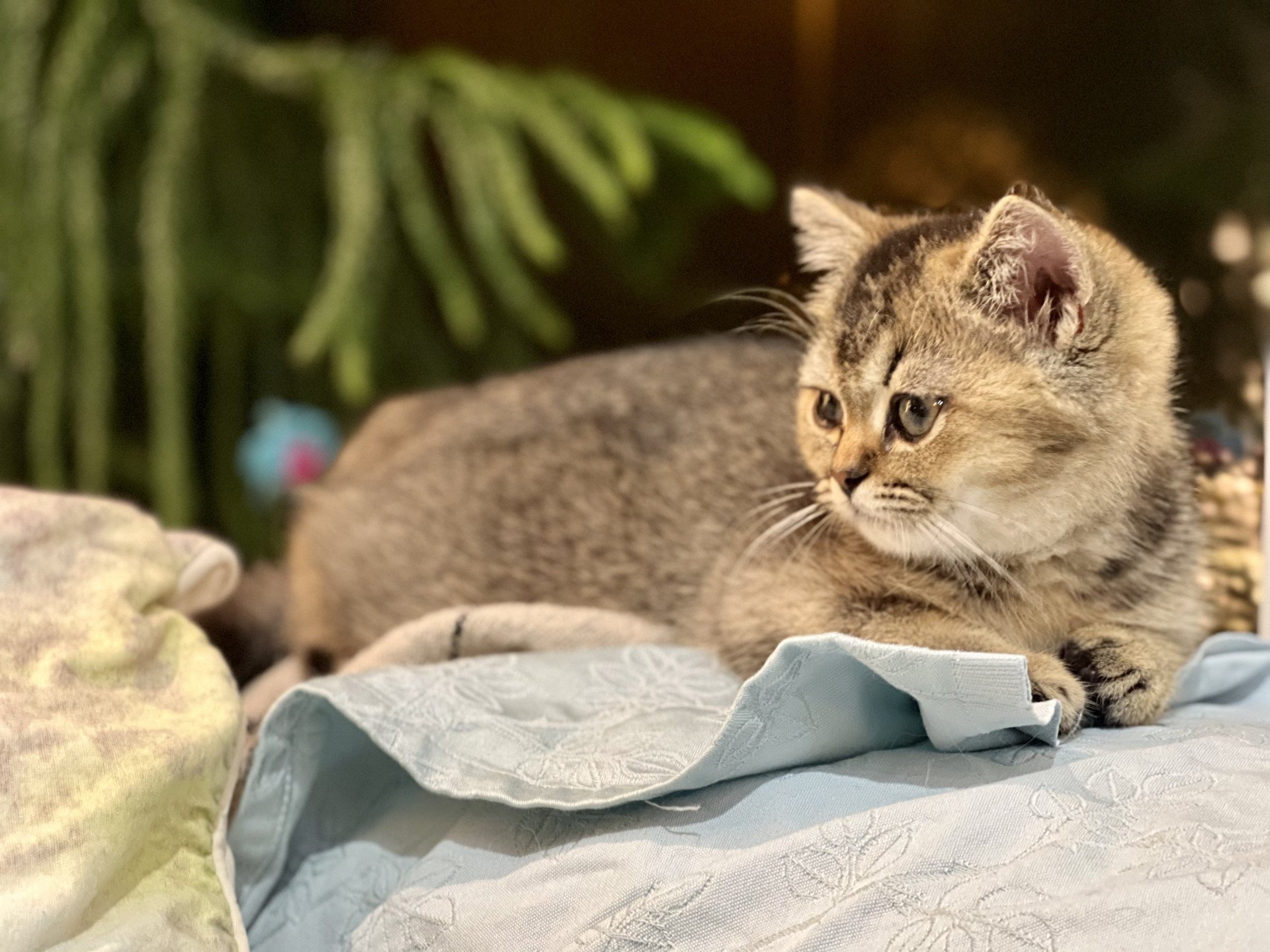 cat British Shorthair brown ticked tabby SE*Forever Loved Golden Delicious NO*Superpusen