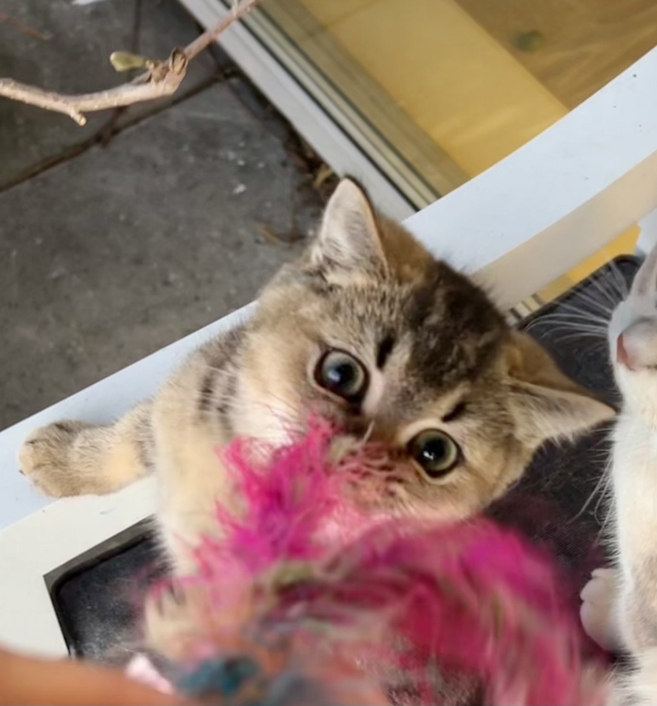 cat British Shorthair brown ticked tabby SE*Forever Loved Golden Delicious NO*Superpusen