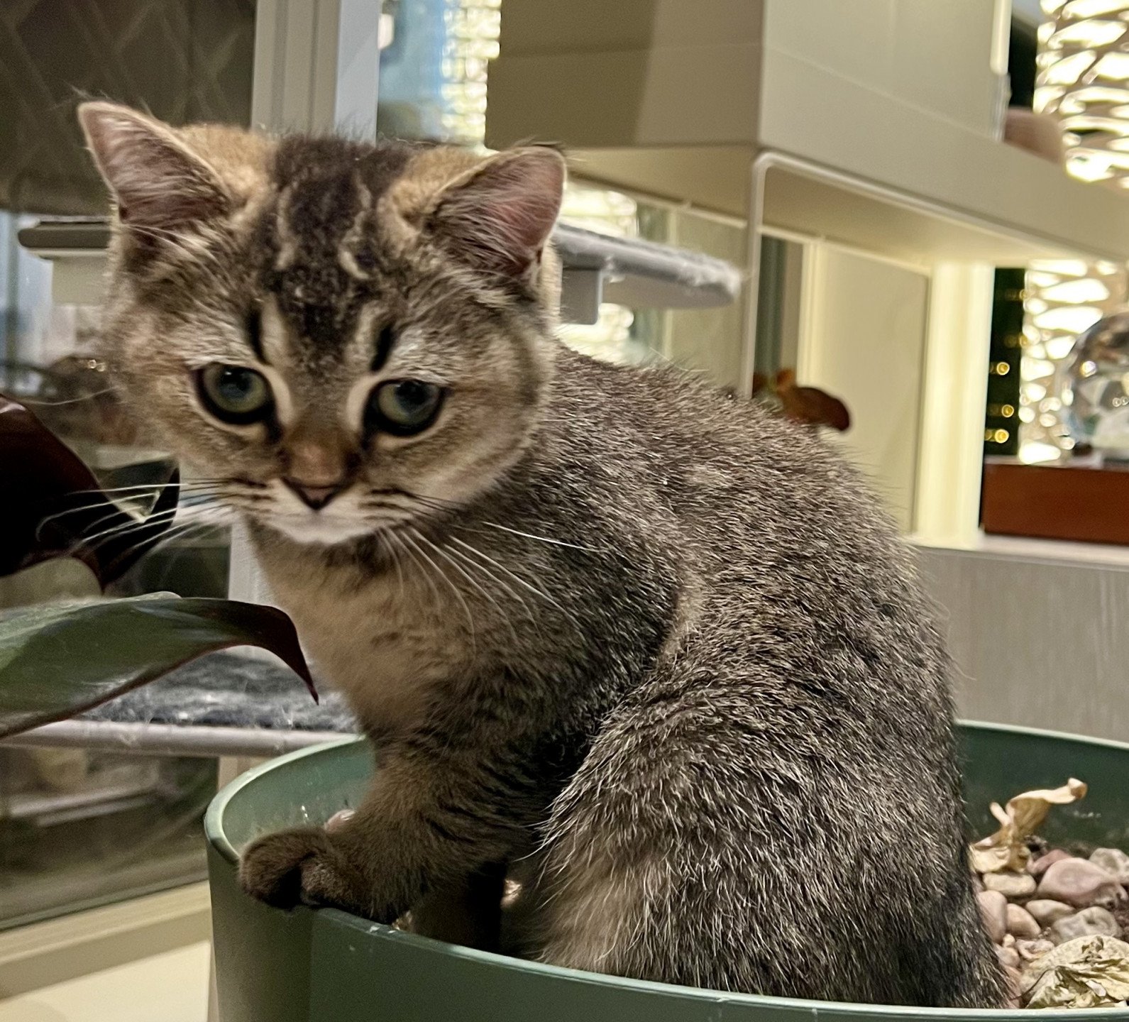 cat British Shorthair brown ticked tabby SE*Forever Loved Golden Delicious NO*Superpusen