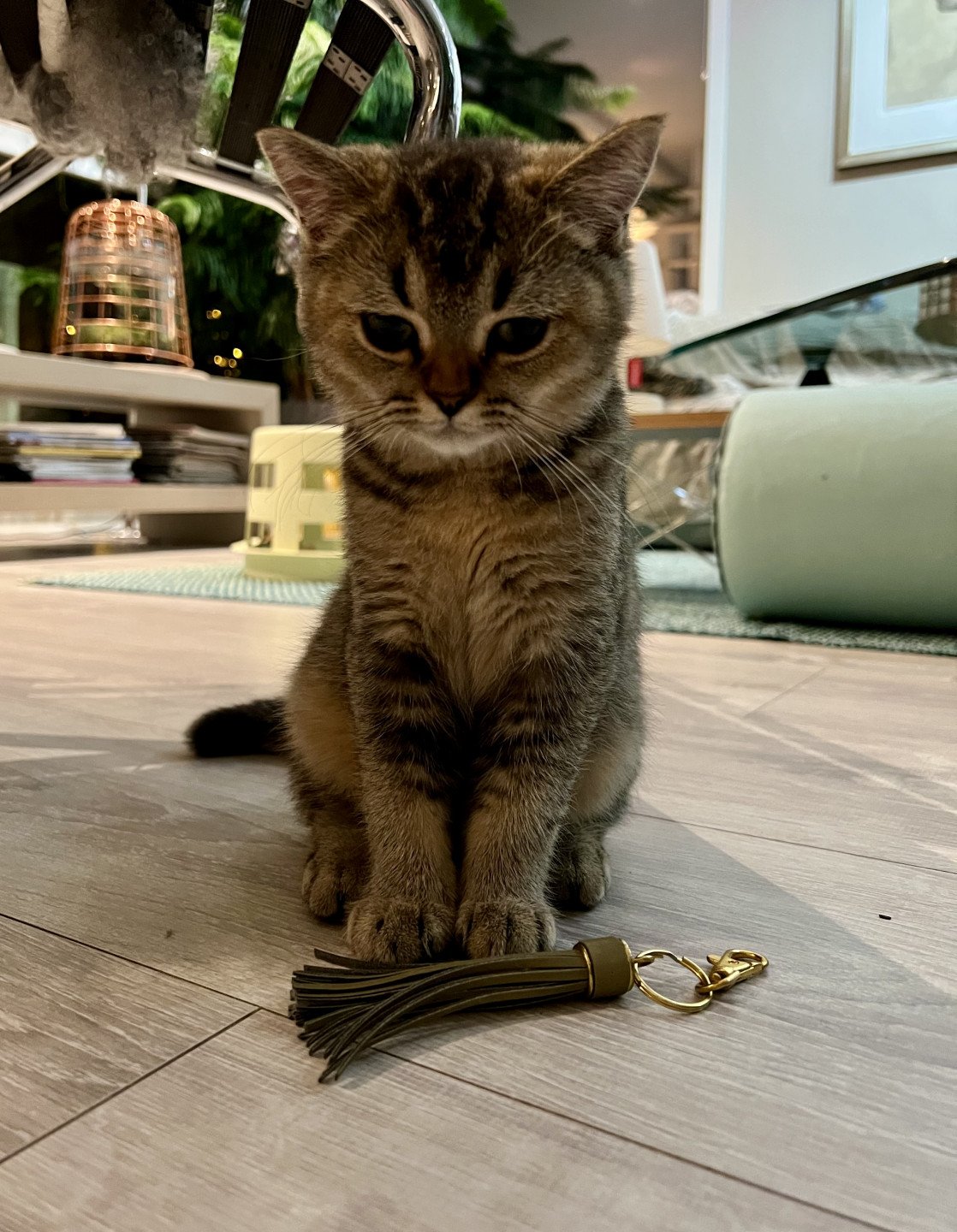 cat British Shorthair brown ticked tabby SE*Forever Loved Golden Delicious NO*Superpusen