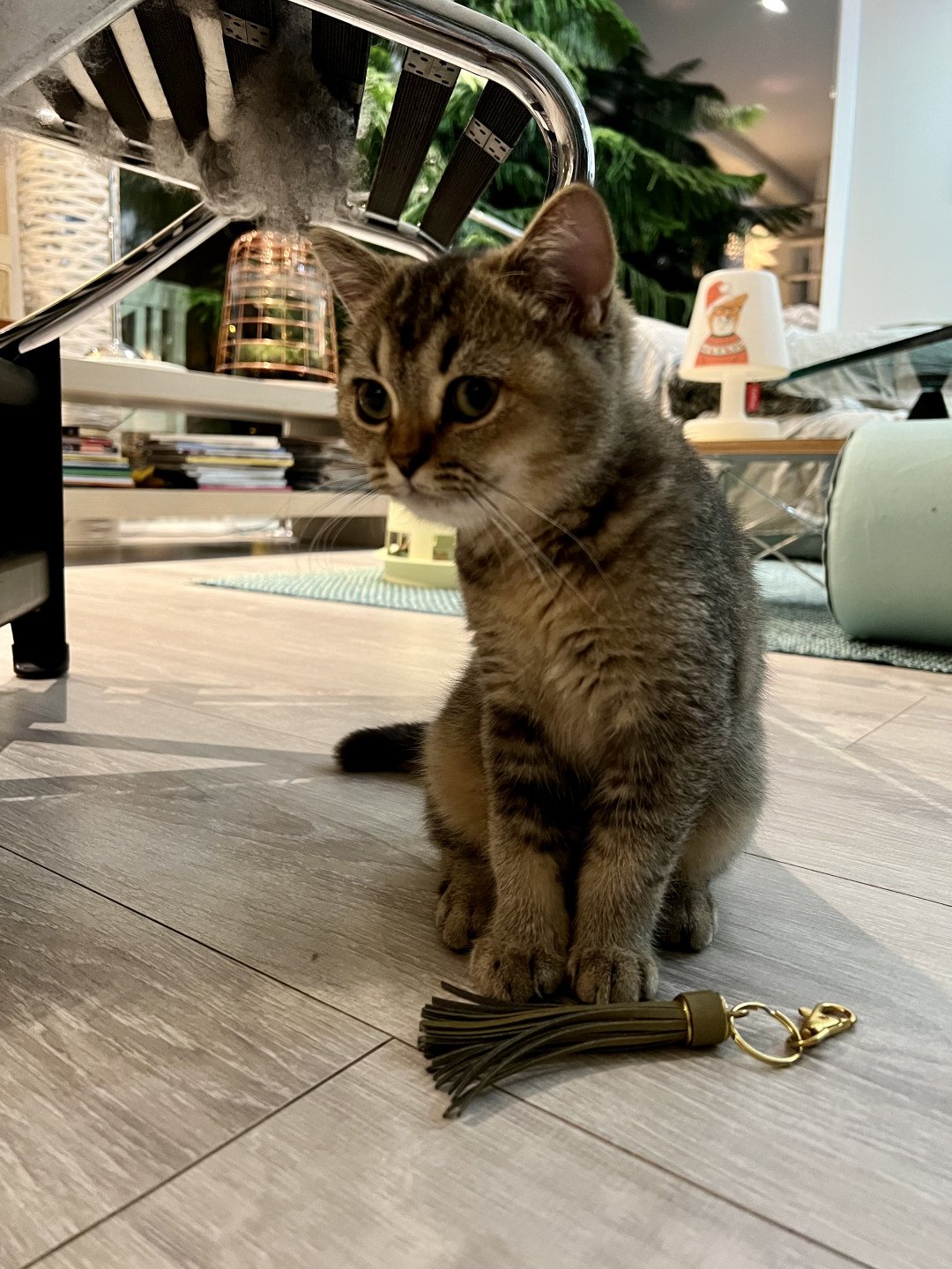 cat British Shorthair brown ticked tabby SE*Forever Loved Golden Delicious NO*Superpusen