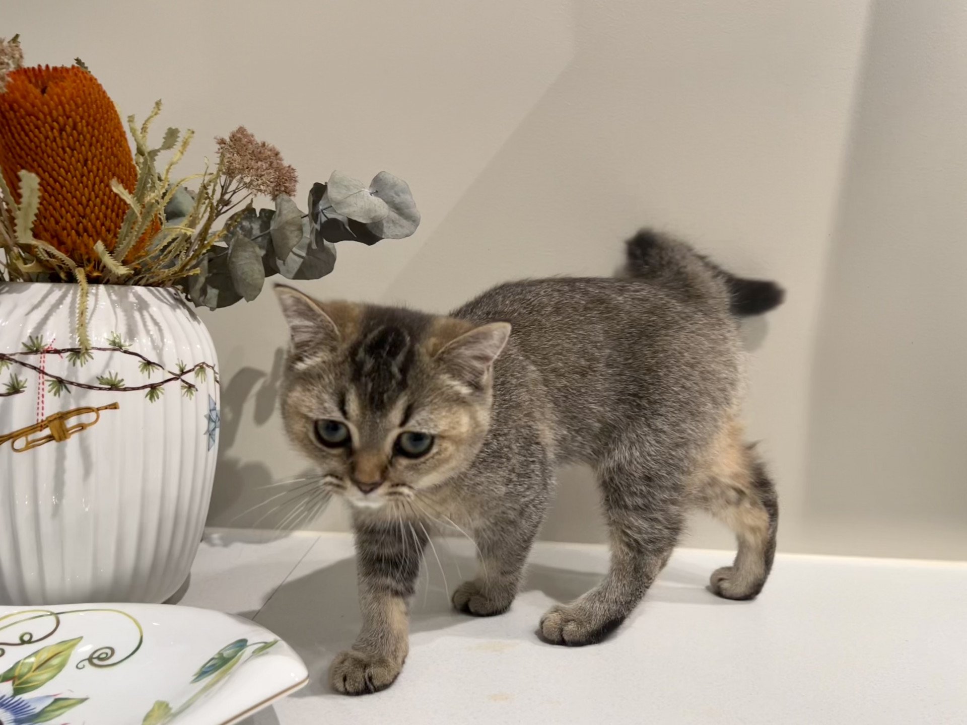 cat British Shorthair brown ticked tabby SE*Forever Loved Golden Delicious NO*Superpusen