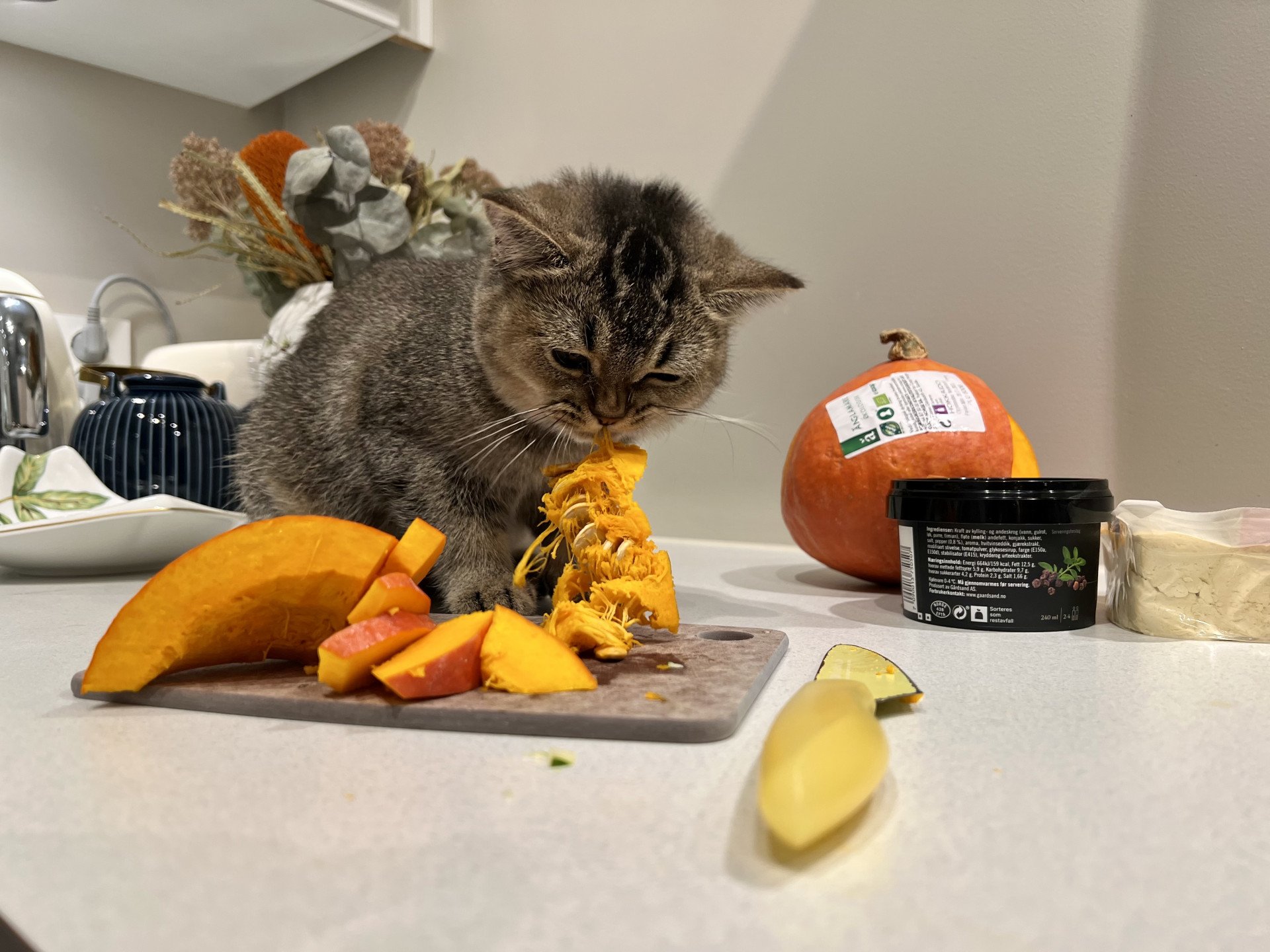 cat British Shorthair brown ticked tabby SE*Forever Loved Golden Delicious NO*Superpusen