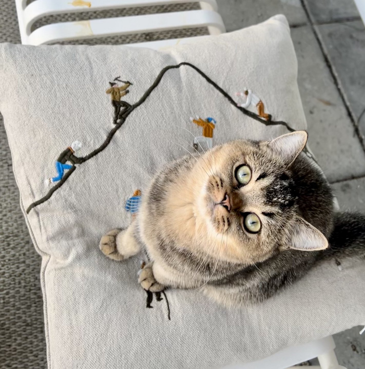 cat British Shorthair brown ticked tabby SE*Forever Loved Golden Delicious NO*Superpusen