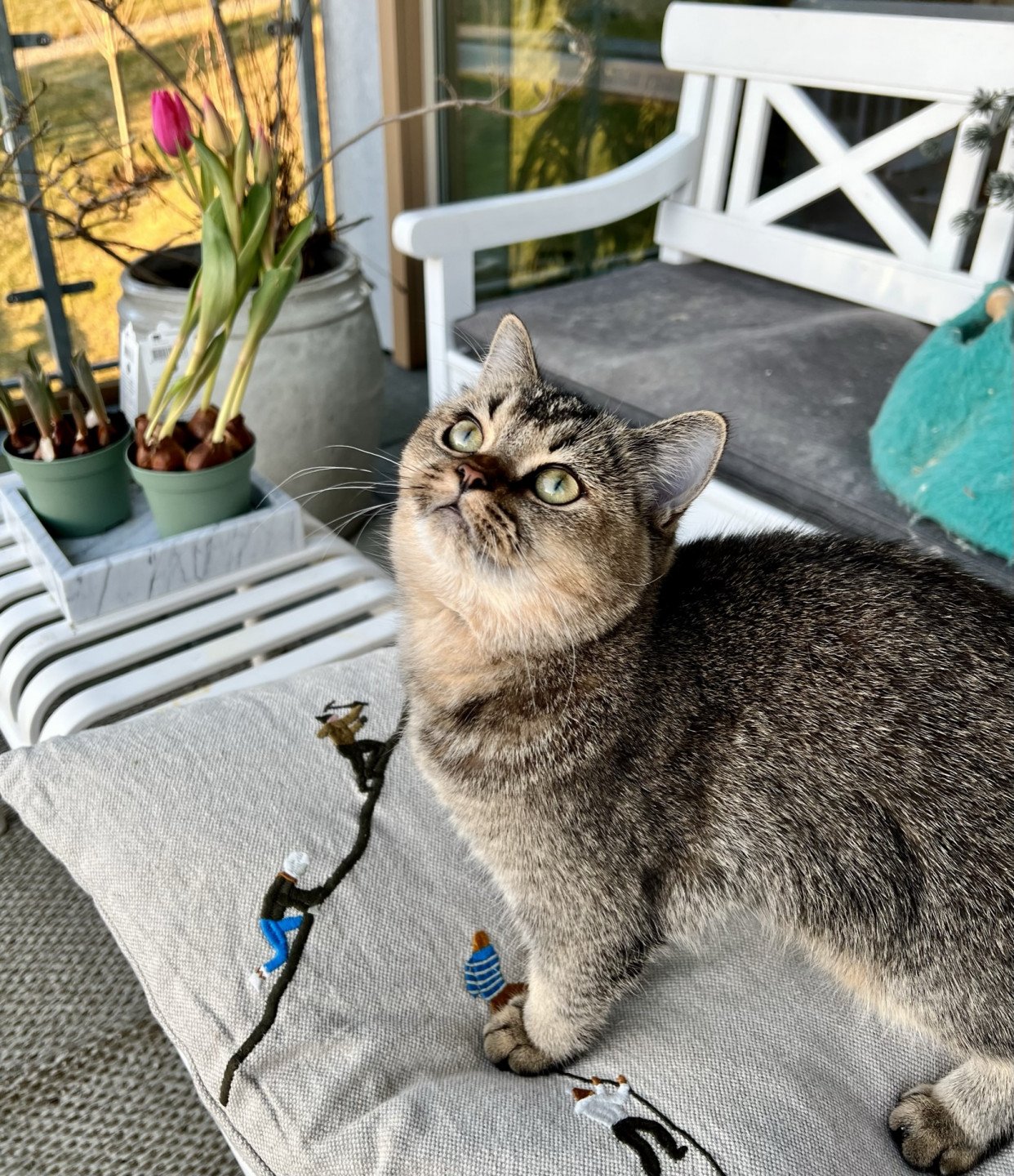 cat British Shorthair brown ticked tabby SE*Forever Loved Golden Delicious NO*Superpusen