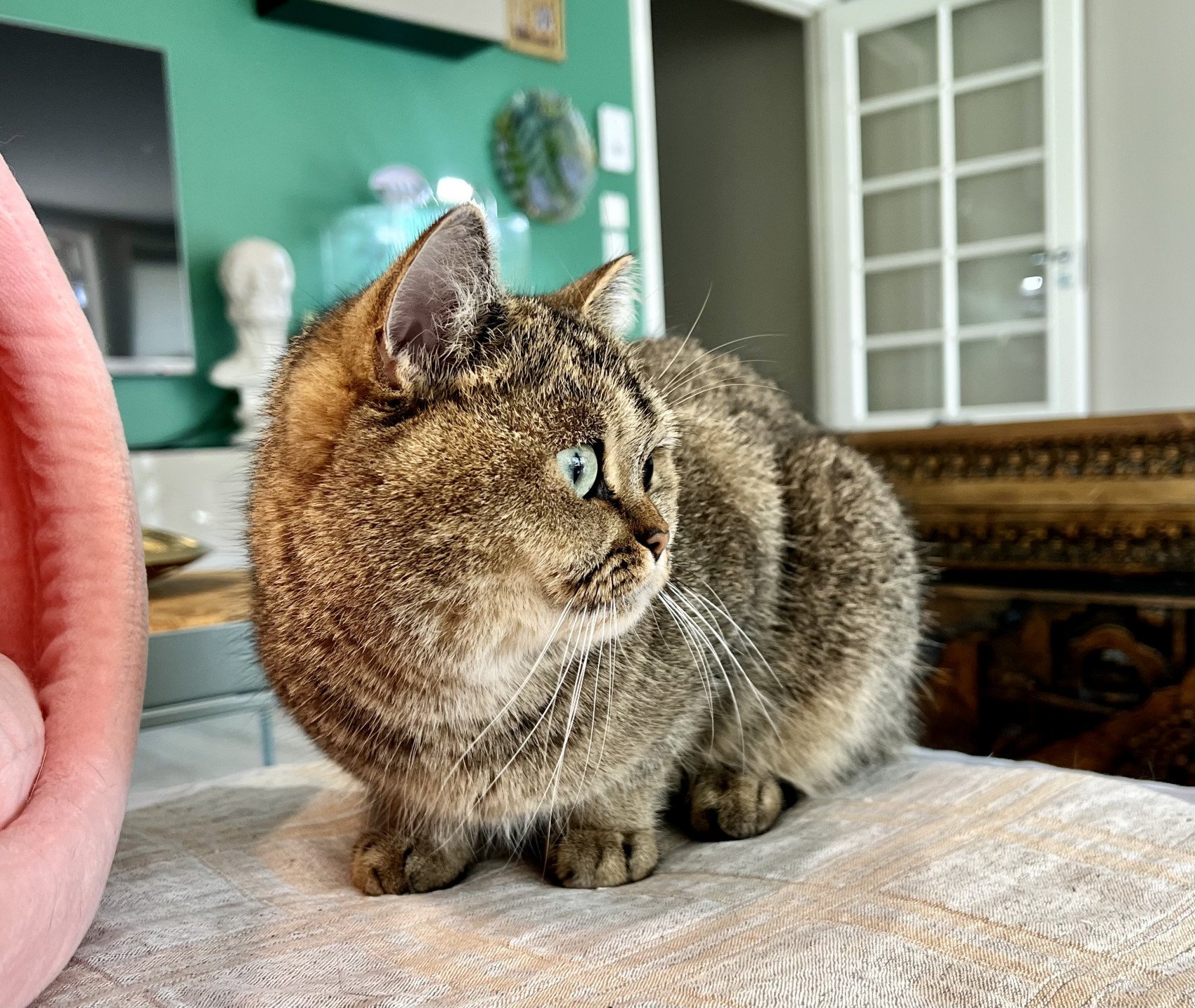 cat British Shorthair brown ticked tabby SE*Forever Loved Golden Delicious NO*Superpusen