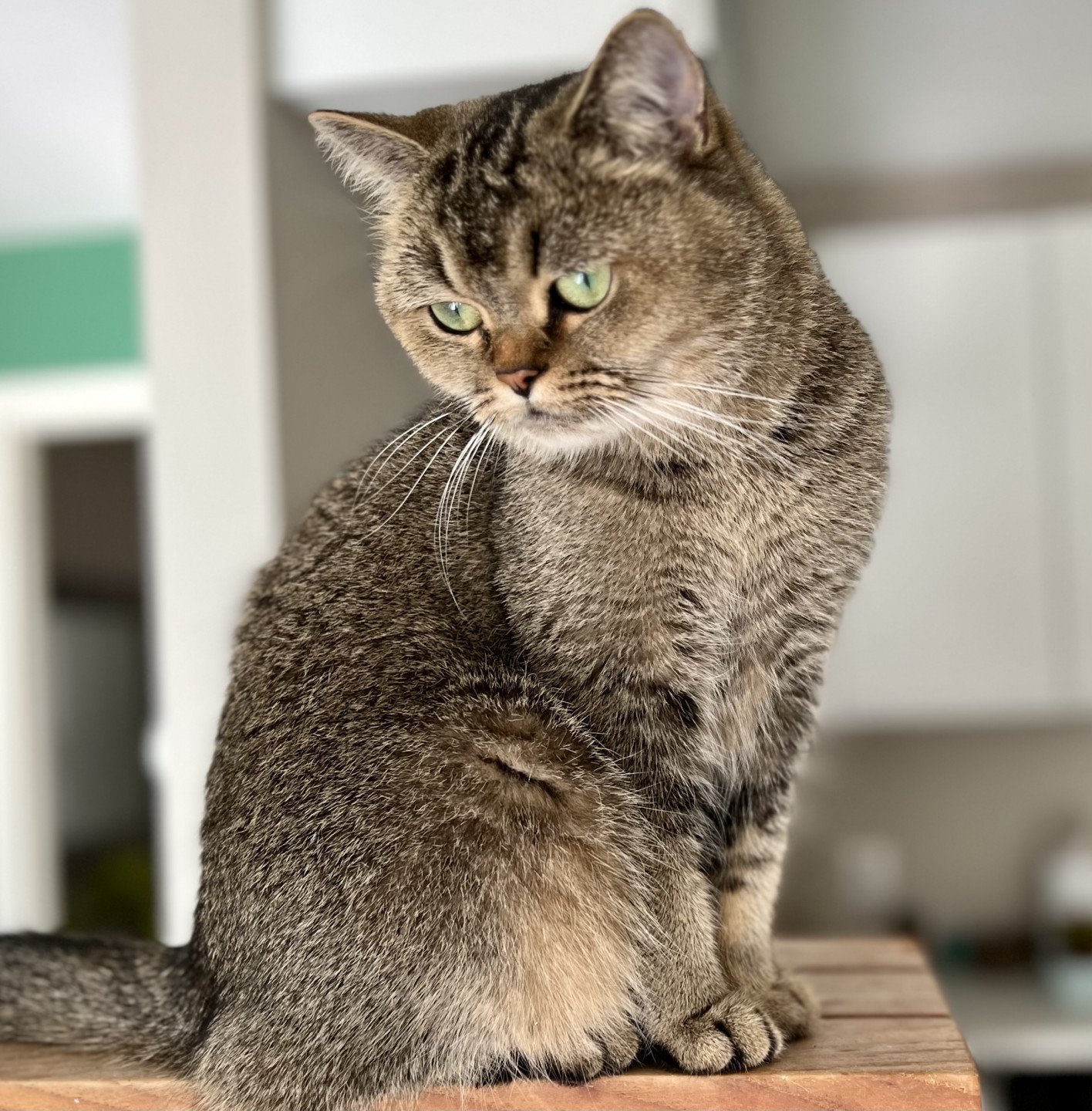 cat British Shorthair brown ticked tabby SE*Forever Loved Golden Delicious NO*Superpusen