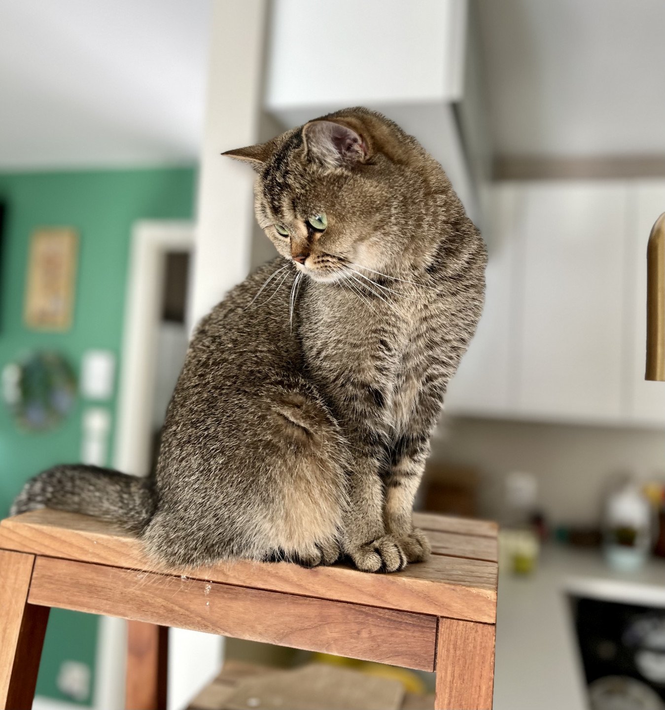 cat British Shorthair brown ticked tabby SE*Forever Loved Golden Delicious NO*Superpusen