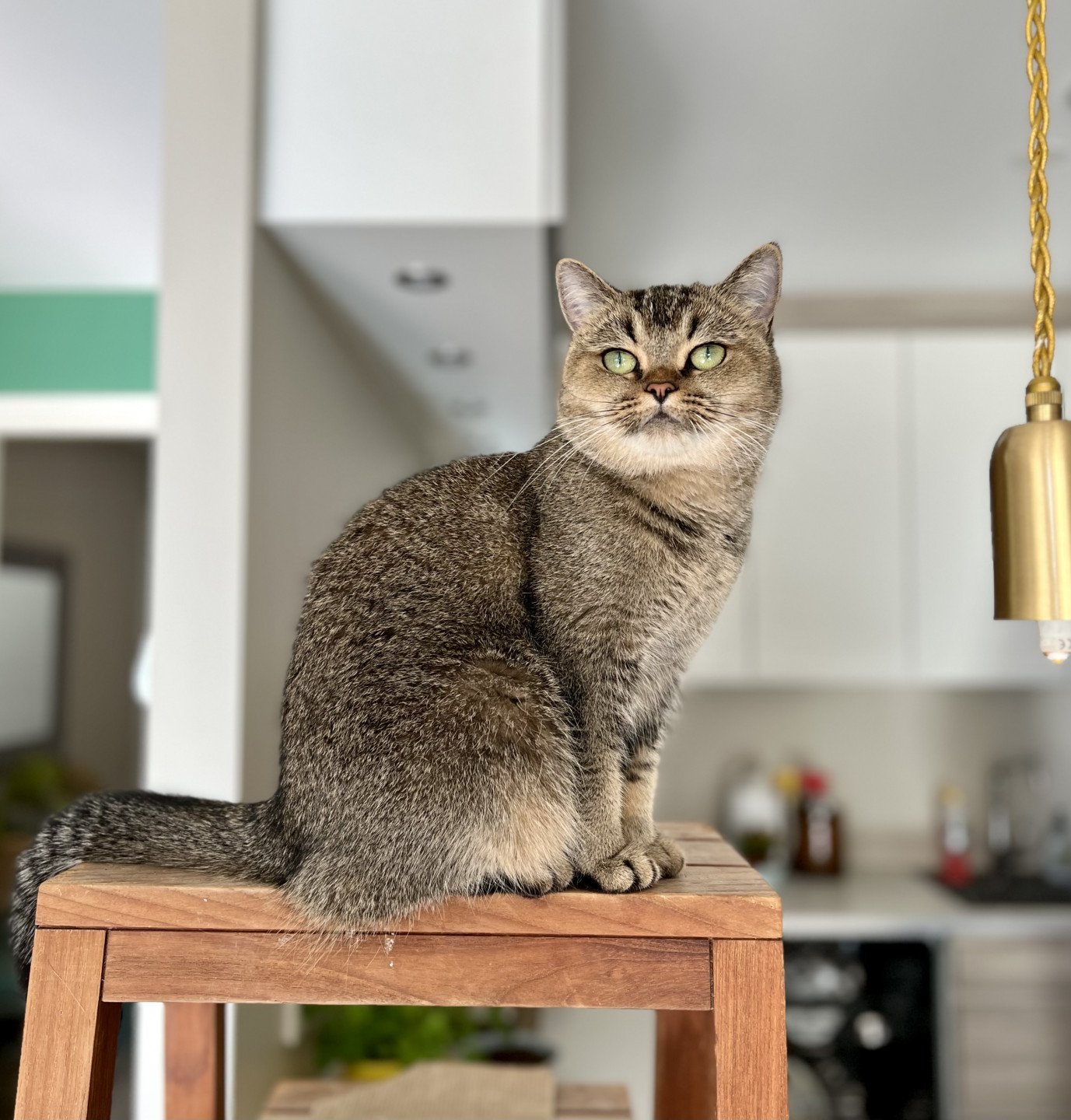 cat British Shorthair brown ticked tabby SE*Forever Loved Golden Delicious NO*Superpusen