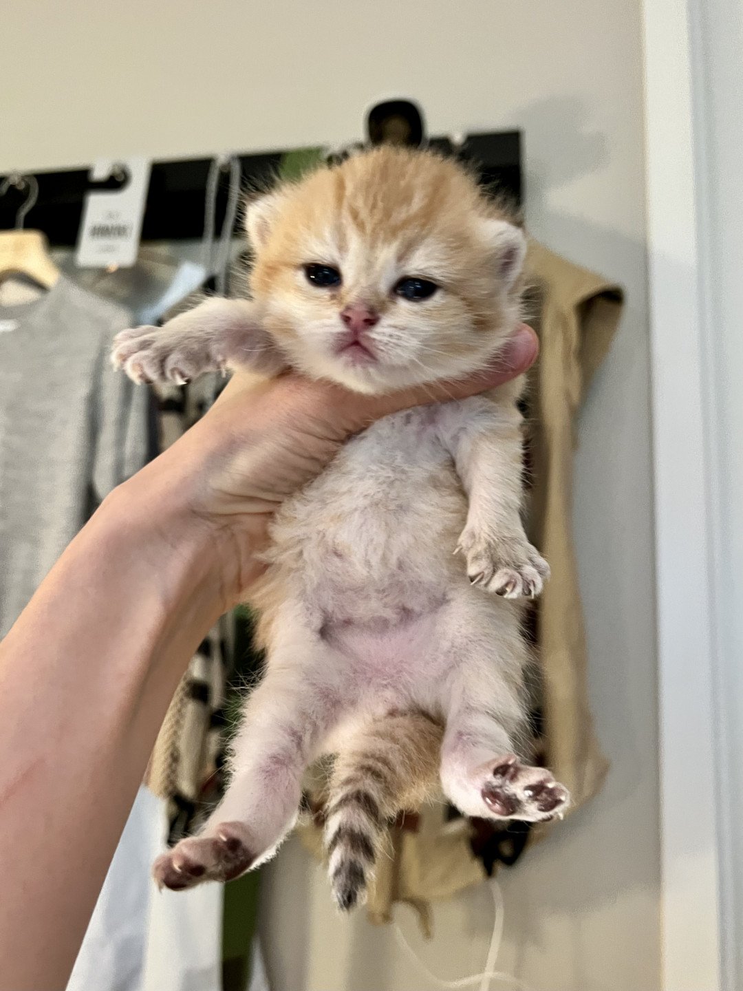 kitten British Shorthair black golden shell Hamlet NO*Superpusen