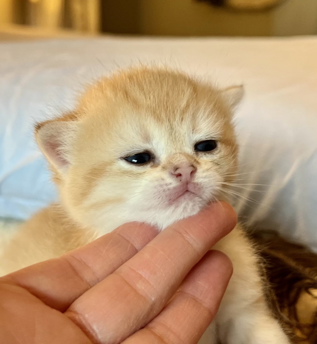 kitten British Shorthair black golden shell Heli NO*Superpusen