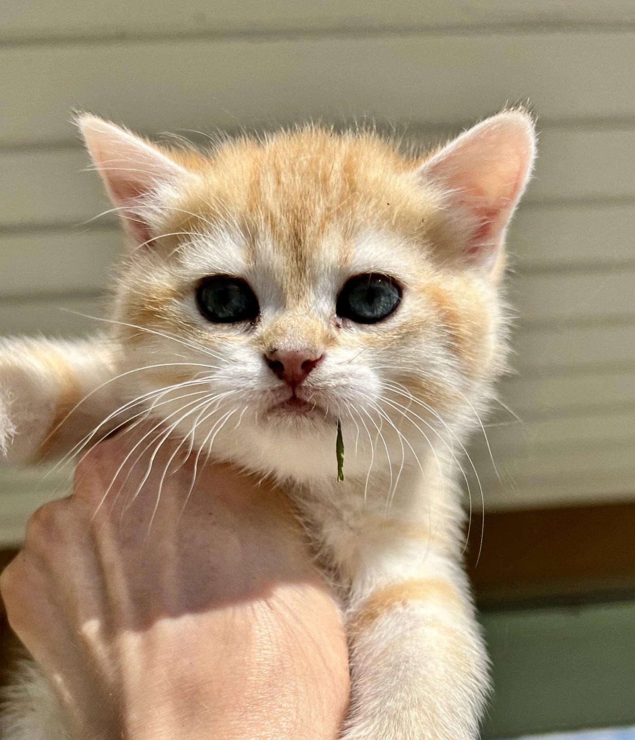 kitten British Shorthair black golden shell Heli NO*Superpusen