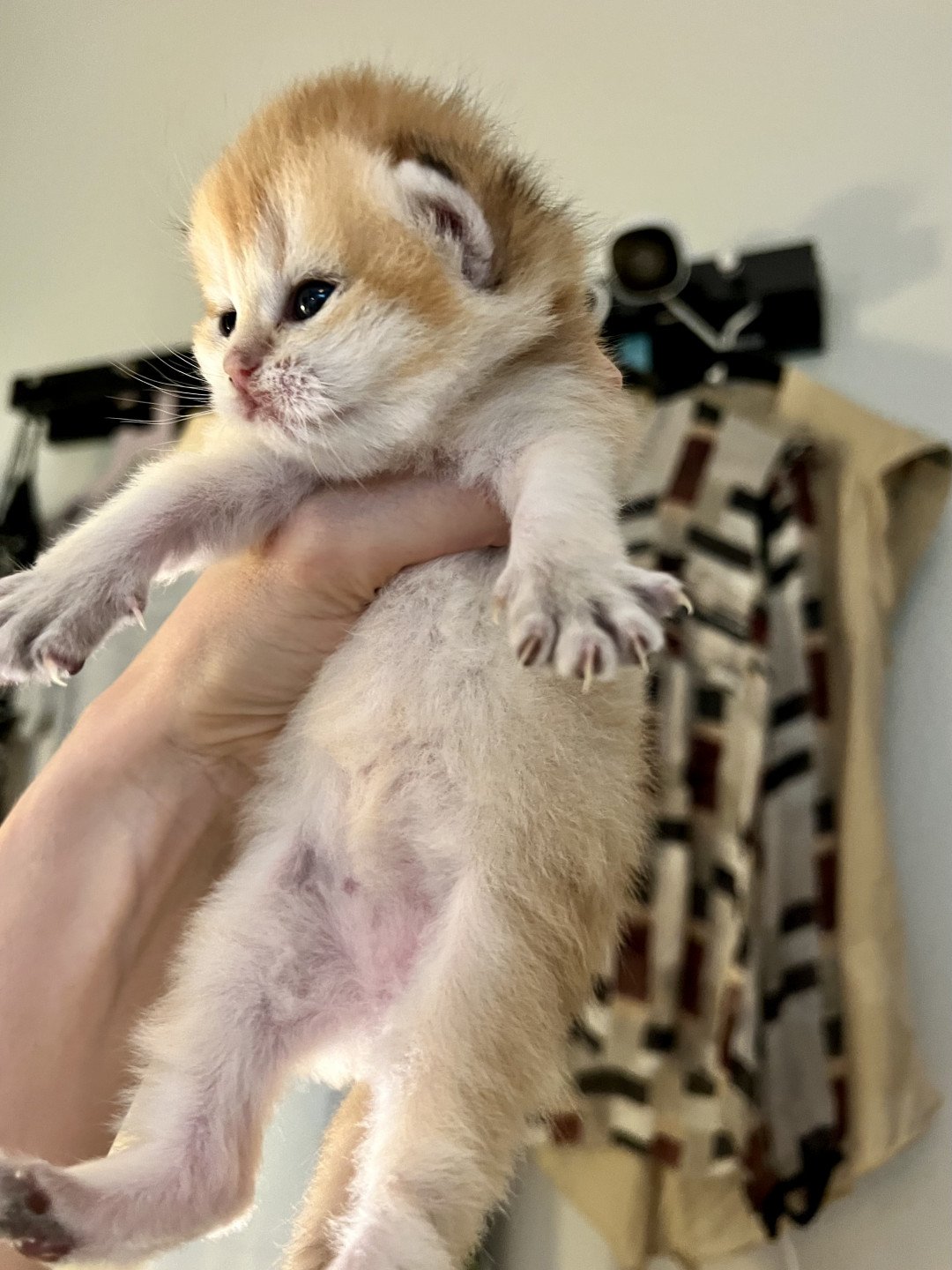 kitten British Shorthair black golden shell Honning NO*Superpusen