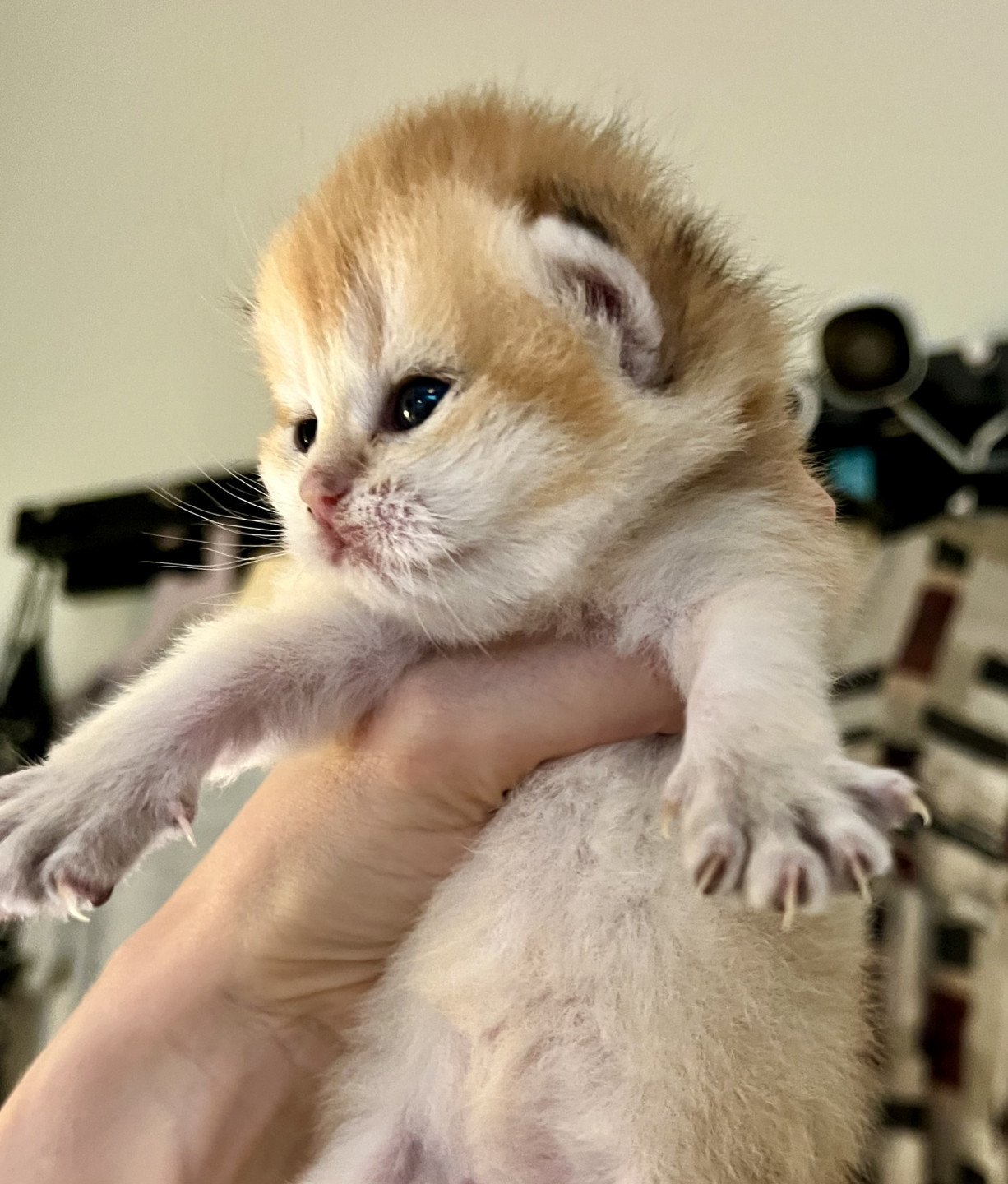 kitten British Shorthair black golden shell Honning NO*Superpusen
