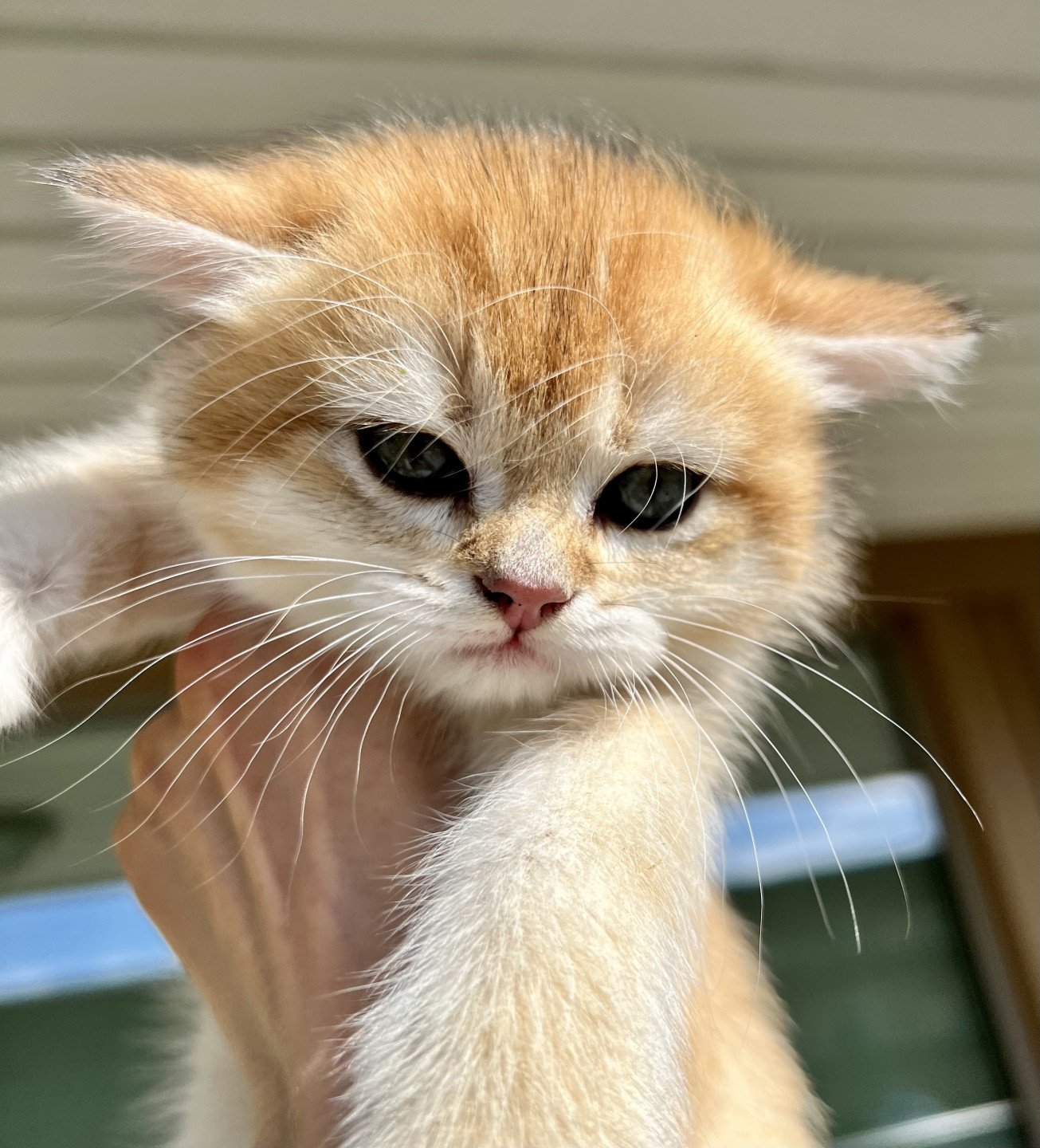 kitten British Shorthair black golden shell Honning NO*Superpusen