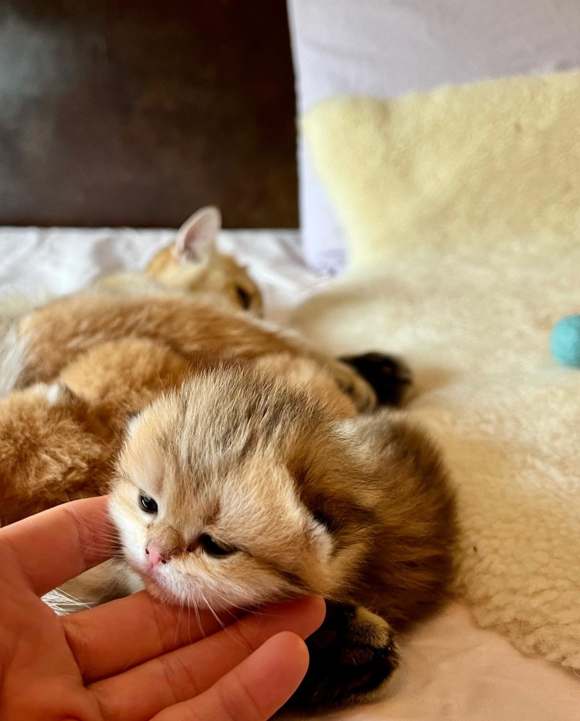 kitten British Shorthair brown (black golden) spotted tabby Humle NO*Superpusen