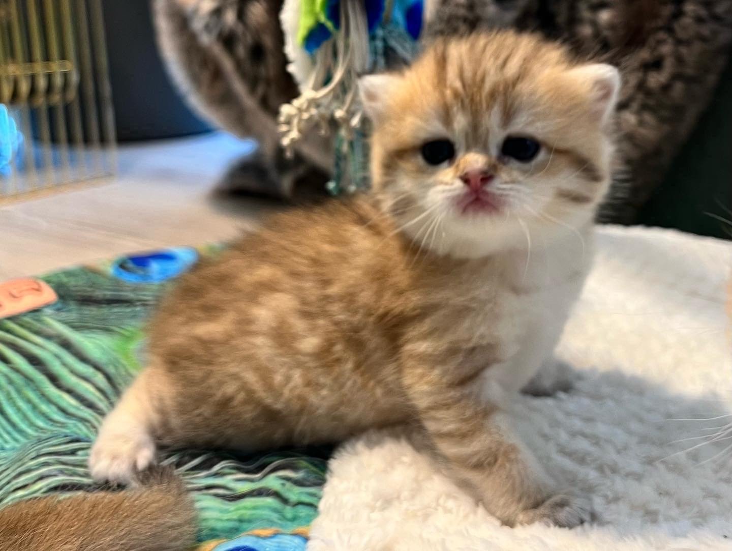 kitten British Shorthair brown (black golden) spotted tabby Humle NO*Superpusen