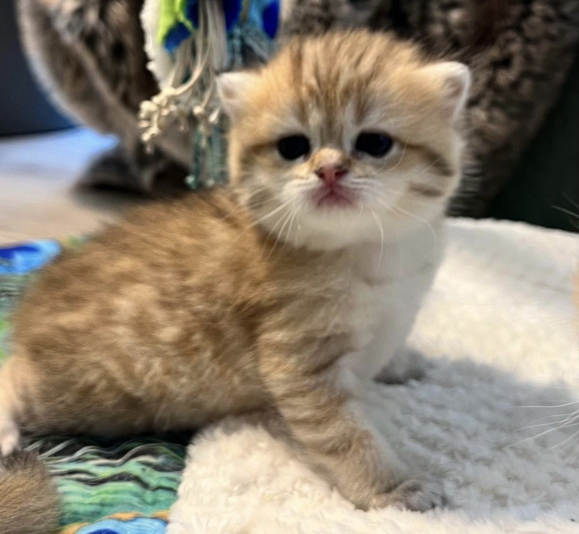 kitten British Shorthair brown (black golden) spotted tabby Humle NO*Superpusen