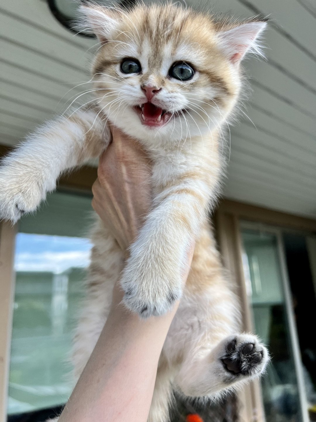 kitten British Shorthair brown (black golden) spotted tabby Humle NO*Superpusen