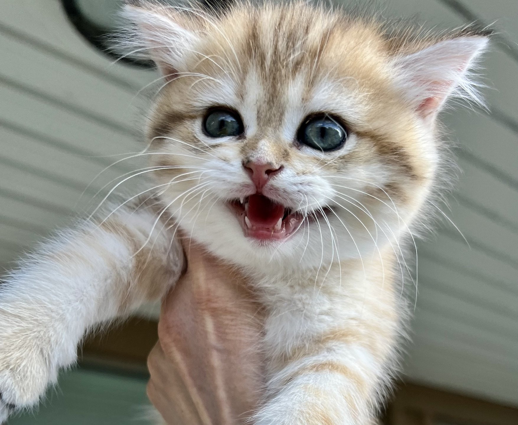 kitten British Shorthair brown (black golden) spotted tabby Humle NO*Superpusen
