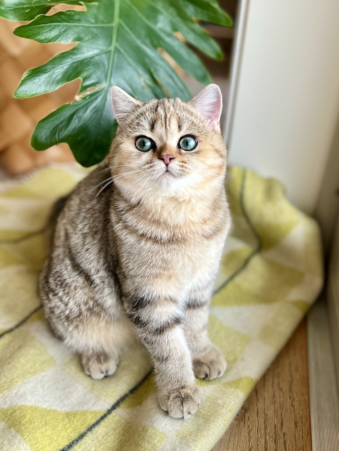 Golden spotted british sales shorthair