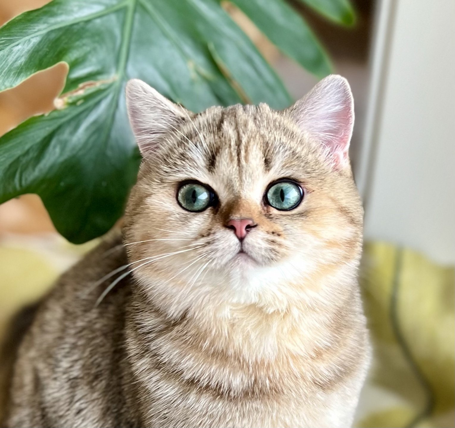 kitten British Shorthair black golden blotched tabby Irma NO*Superpusen