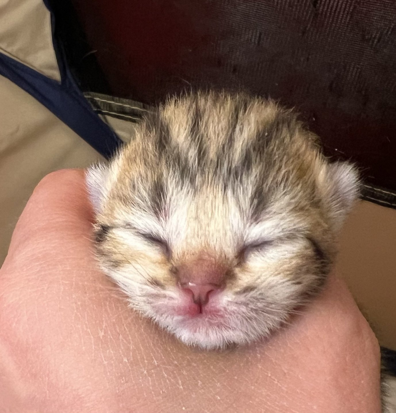 kitten British Shorthair black golden blotched tabby Jade NO*Superpusen