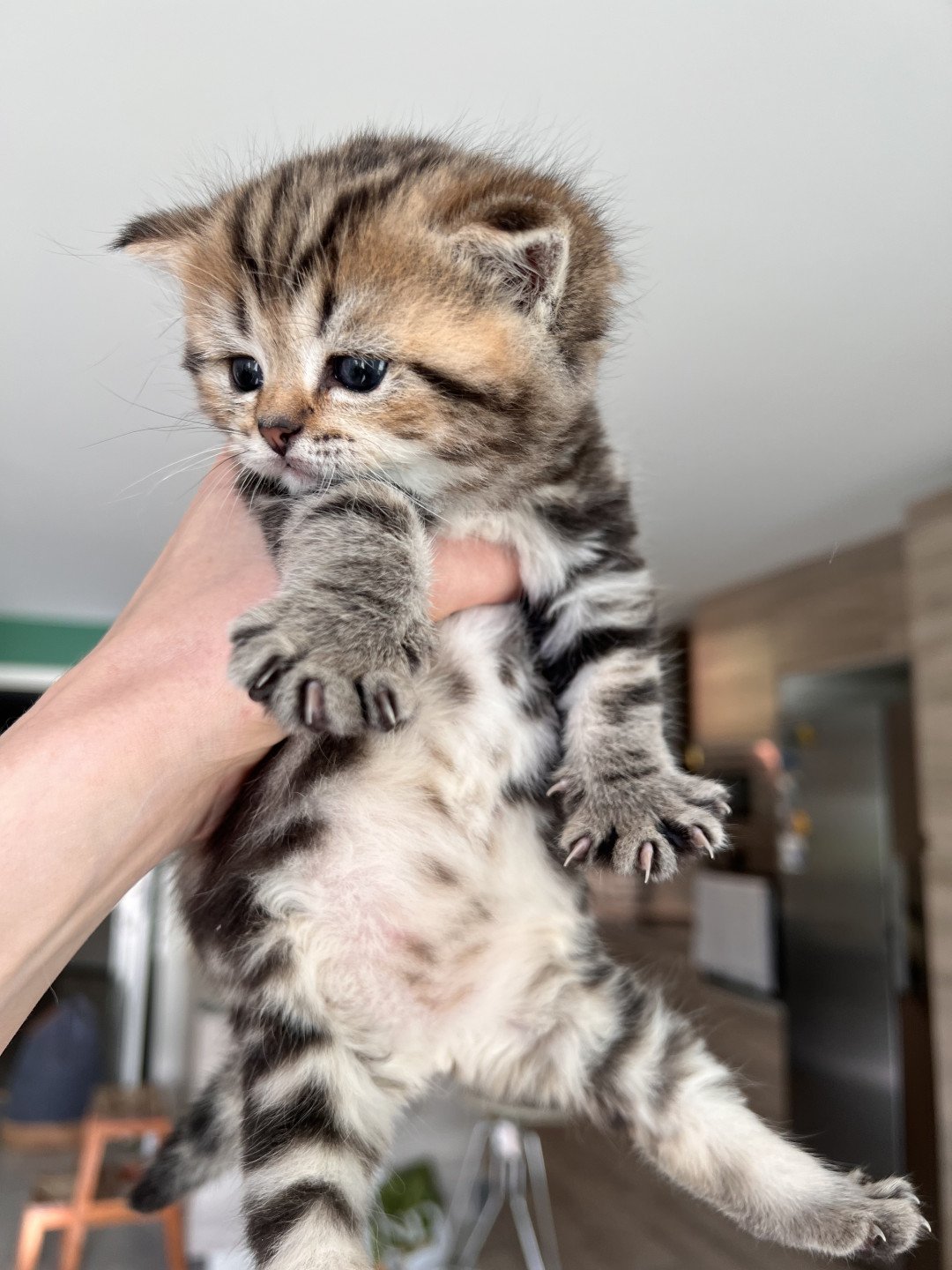 kitten British Shorthair black golden blotched tabby Jade-Boy NO*Superpusen