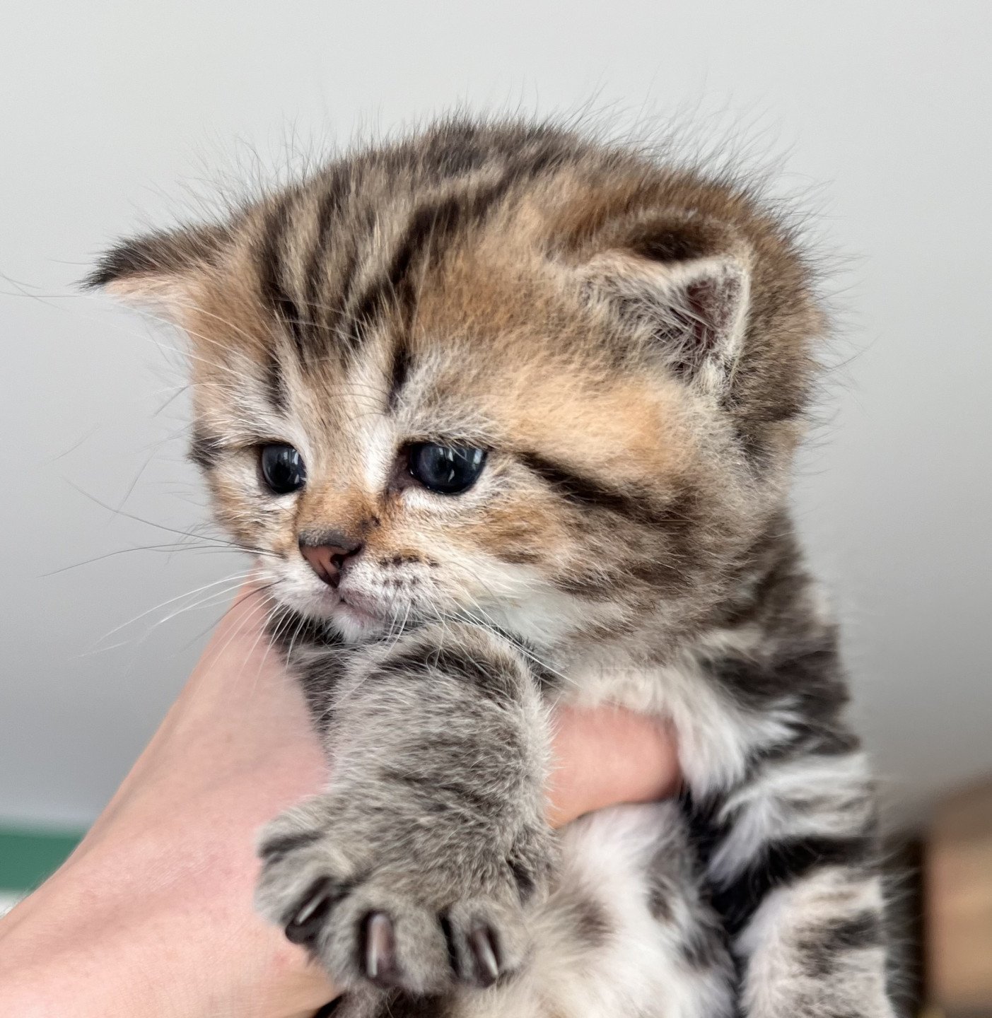 kitten British Shorthair black golden blotched tabby Jade-Boy NO*Superpusen