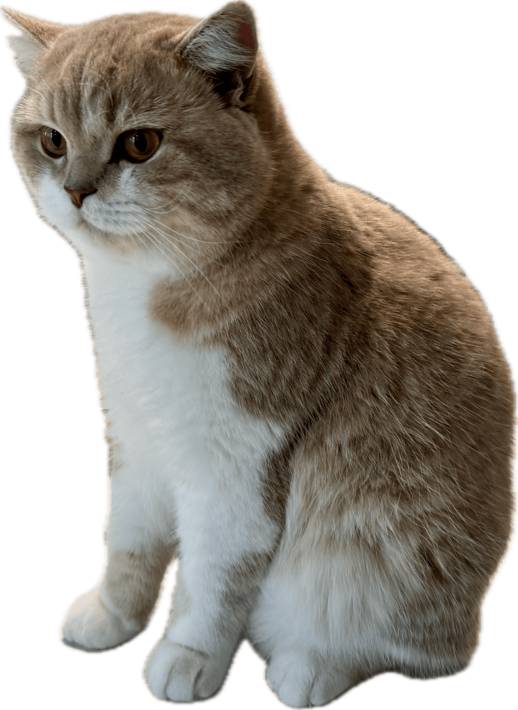 cat British Shorthair lilac golden spotted tabby bicolor Konos Palominos NO*Superpusen