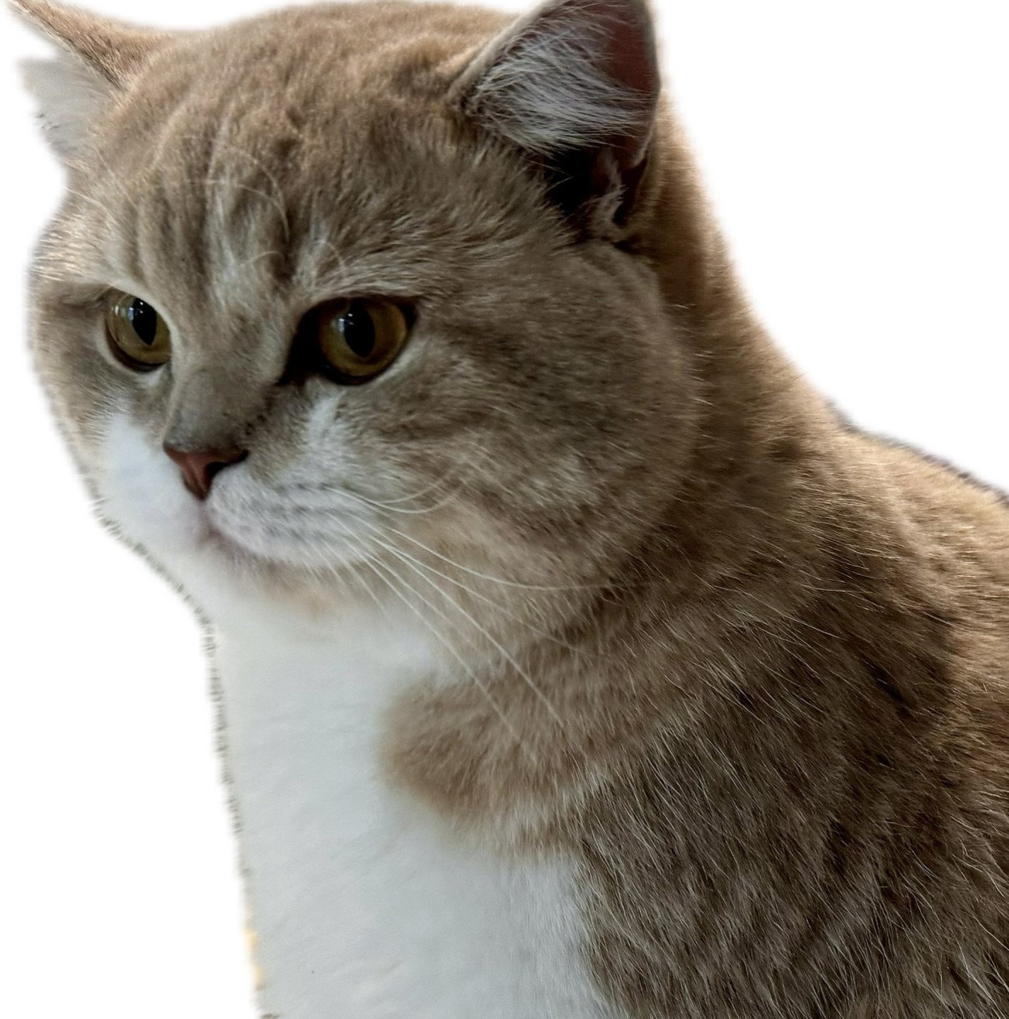 cat British Shorthair lilac golden spotted tabby bicolor Konos Palominos NO*Superpusen