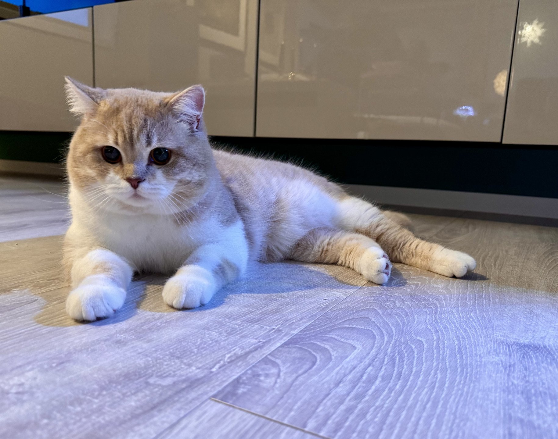 cat British Shorthair lilac spotted tabby bicolor Konos Palominos NO*Superpusen