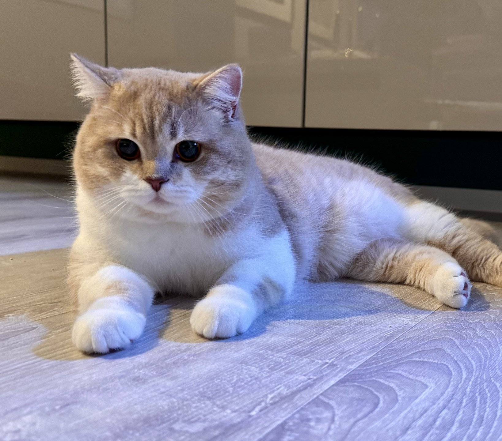 cat British Shorthair lilac spotted tabby bicolor Konos Palominos NO*Superpusen