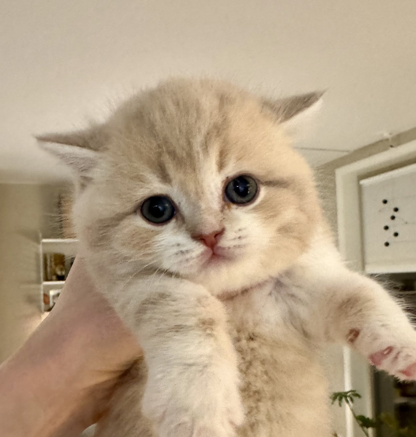 kitten British Shorthair lilac golden spotted tabby bicolor Konos Palominos NO*Superpusen