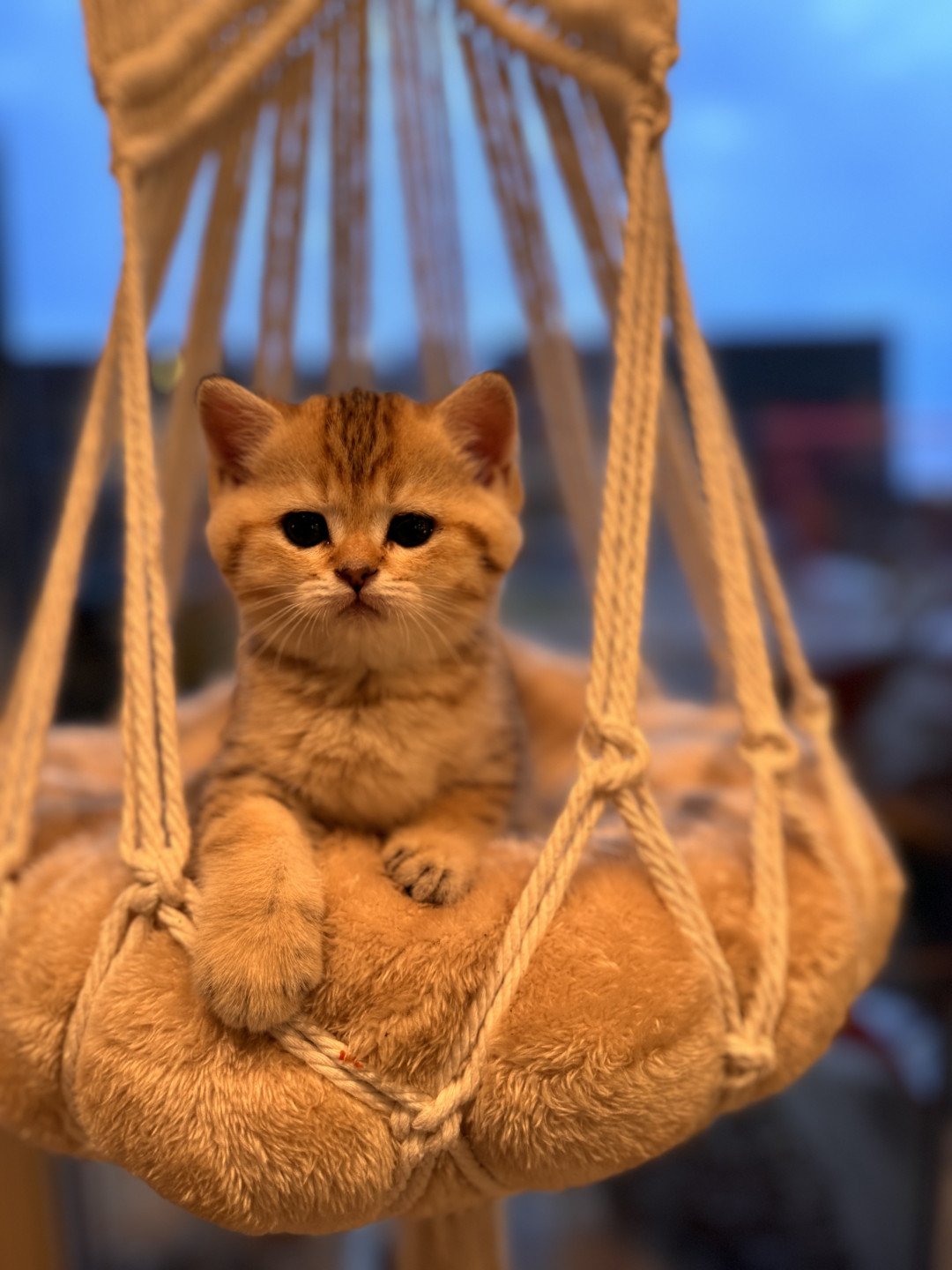 kitten British Shorthair black golden spotted tabby Lapis NO*Superpusen