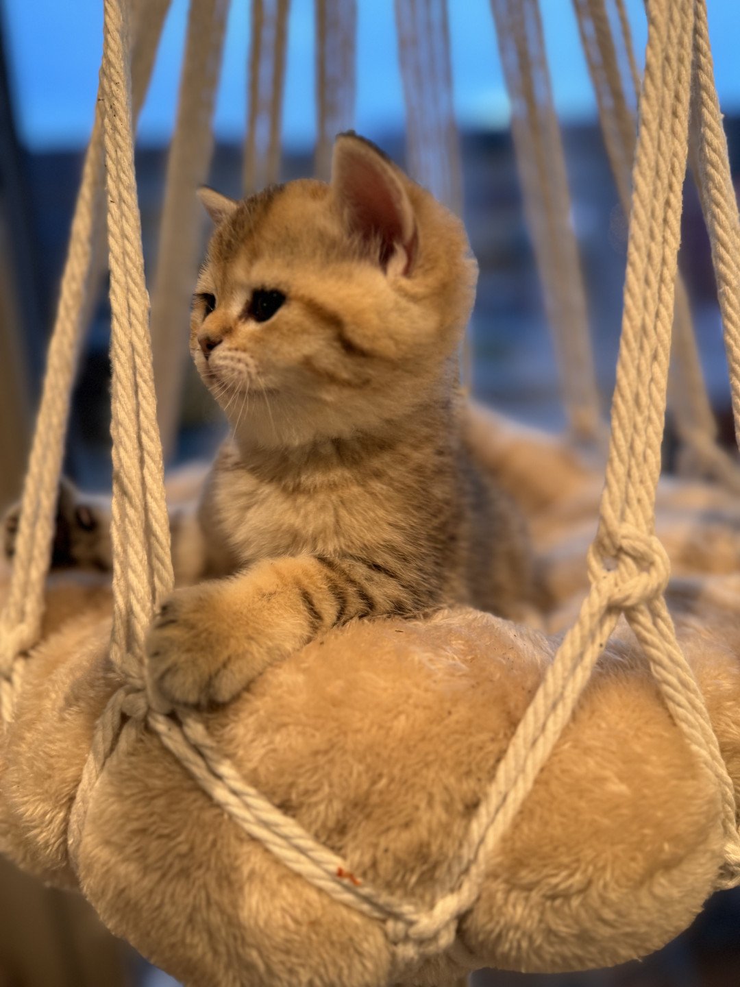 kitten British Shorthair black golden spotted tabby Lapis NO*Superpusen