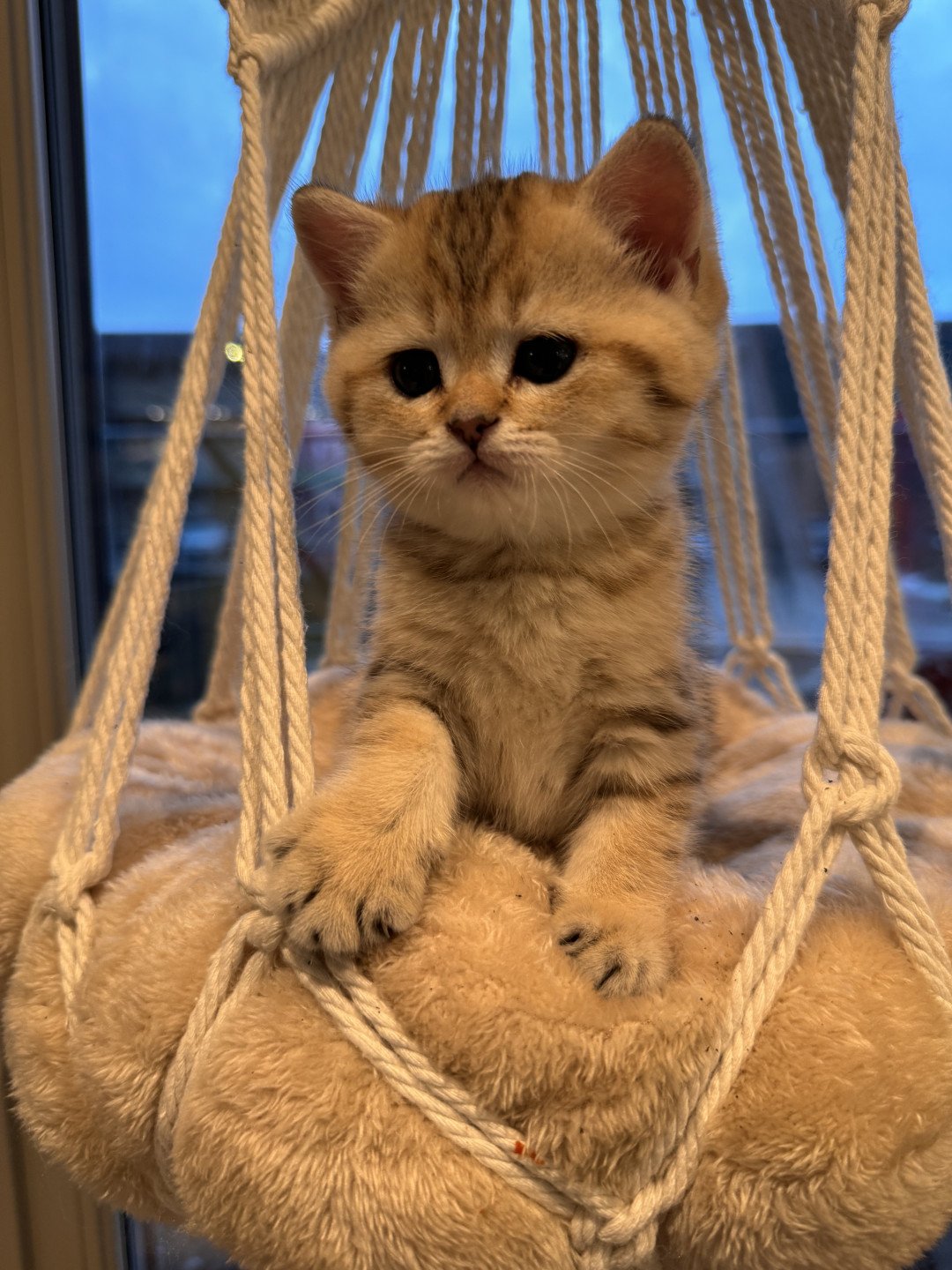 kitten British Shorthair black golden spotted tabby Lapis NO*Superpusen